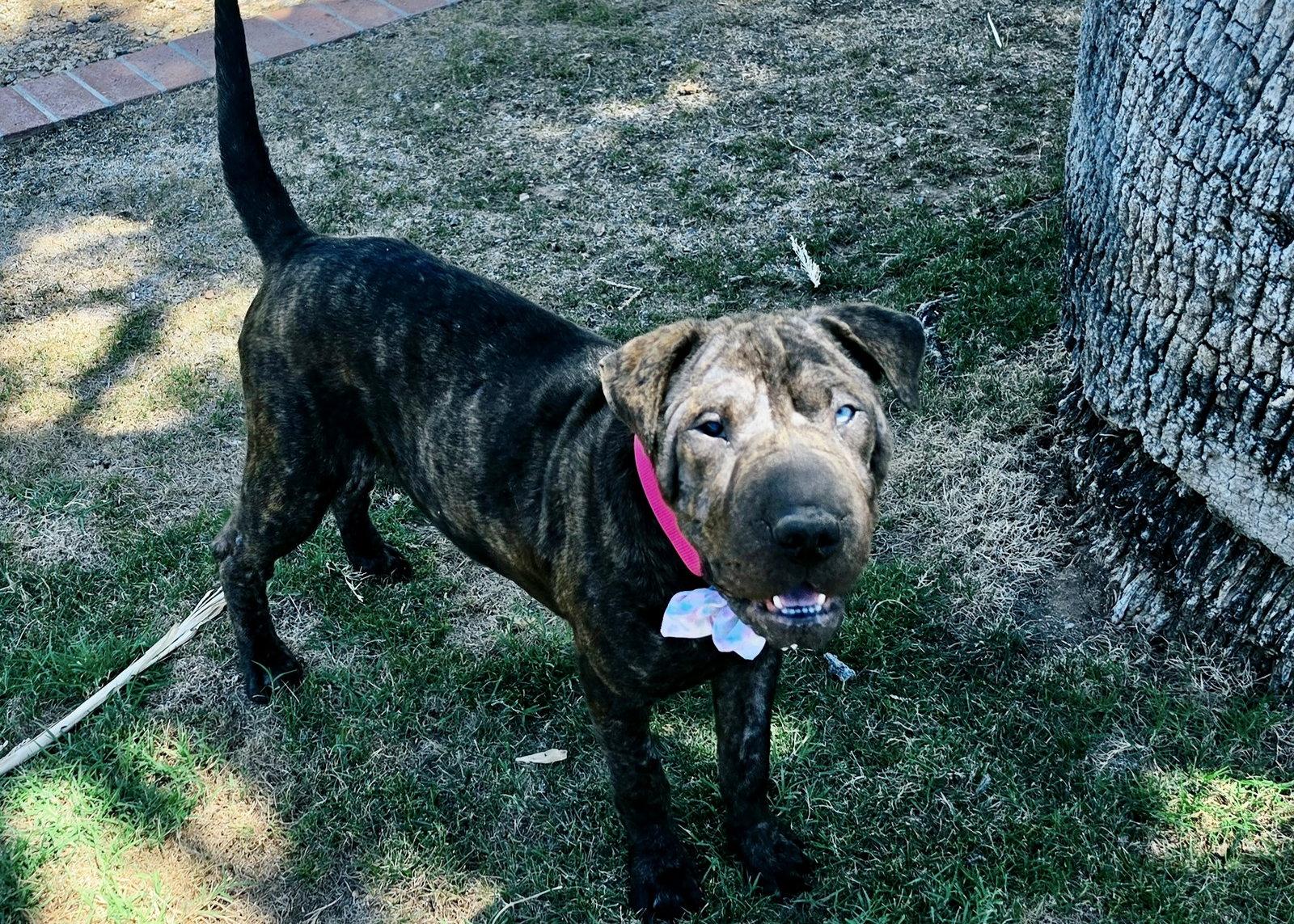 Enlarge Dumpling, a Adoptable Shar-Pei in Phoenix, AZ image 2/3
