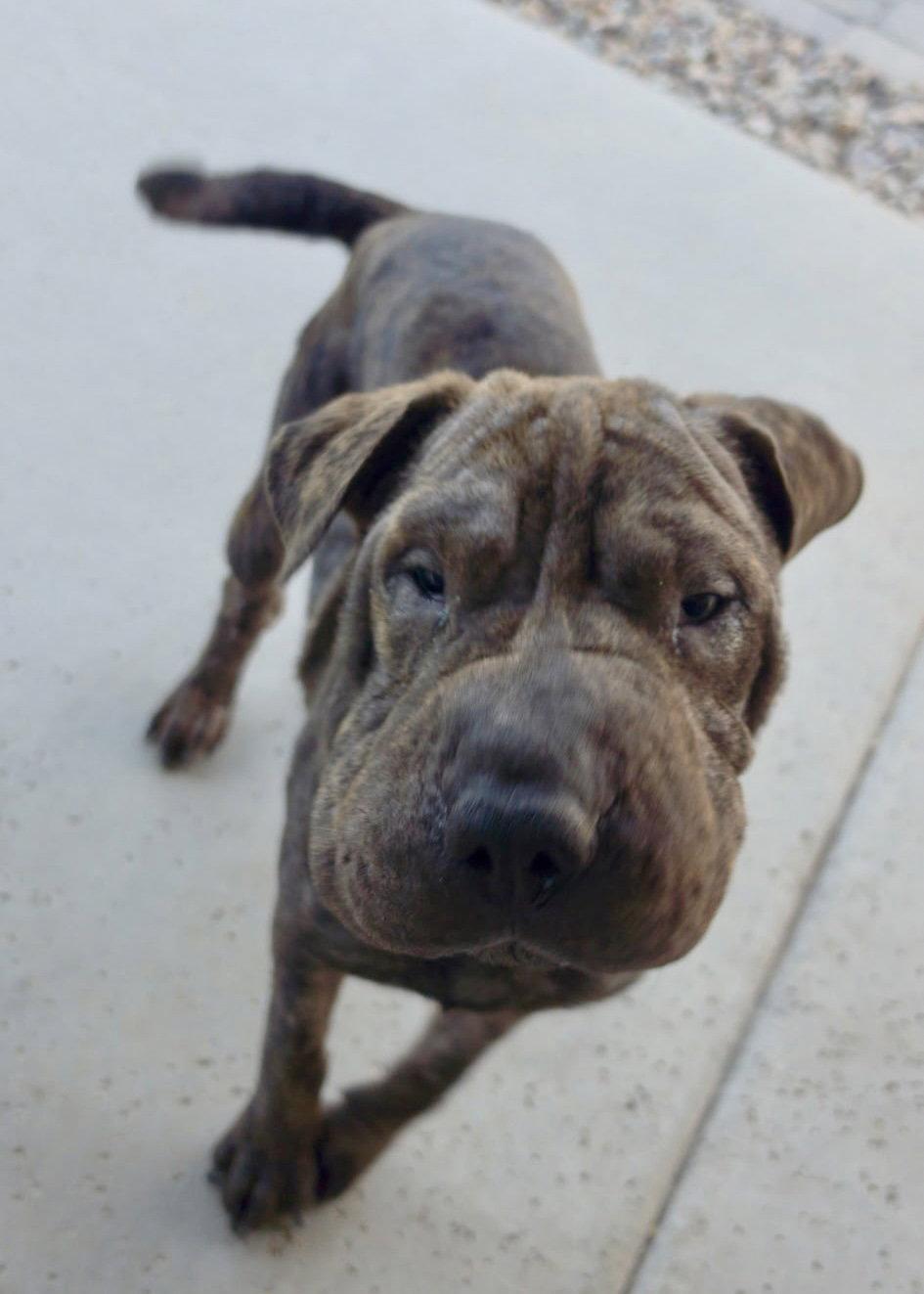 Enlarge Dumpling, a Adoptable Shar-Pei in Phoenix, AZ image 3/3