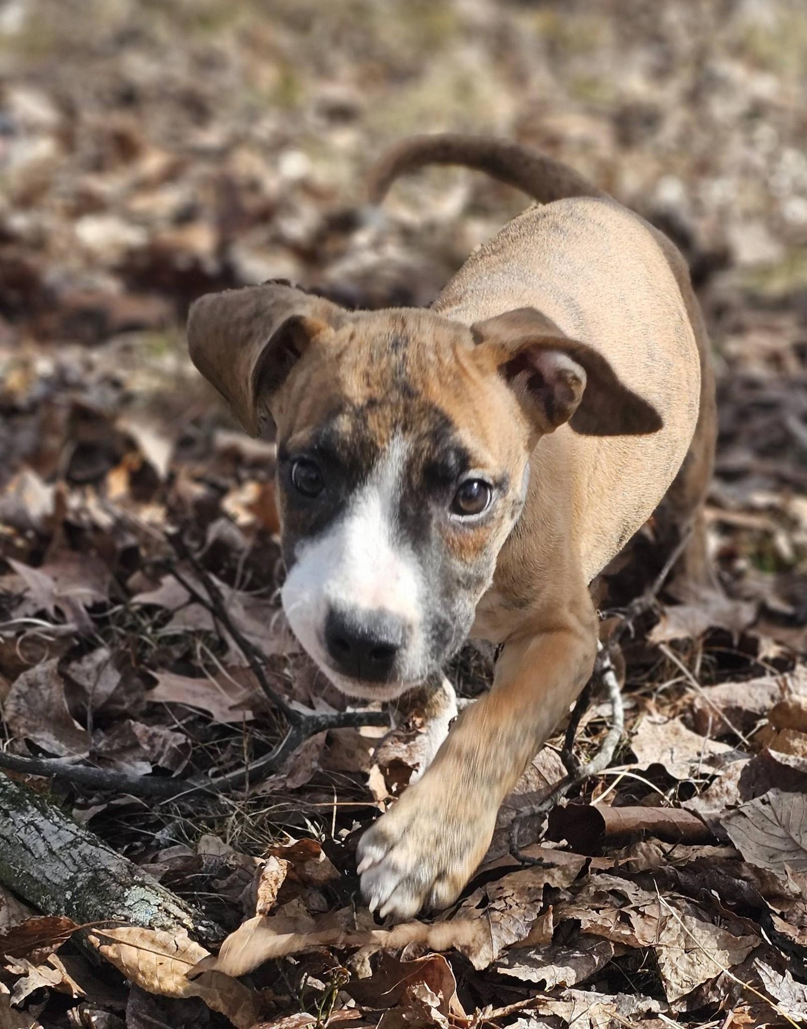 Enlarge Elijah, a ADOPTABLE Bulldog in Fort Payne, AL image 5/6