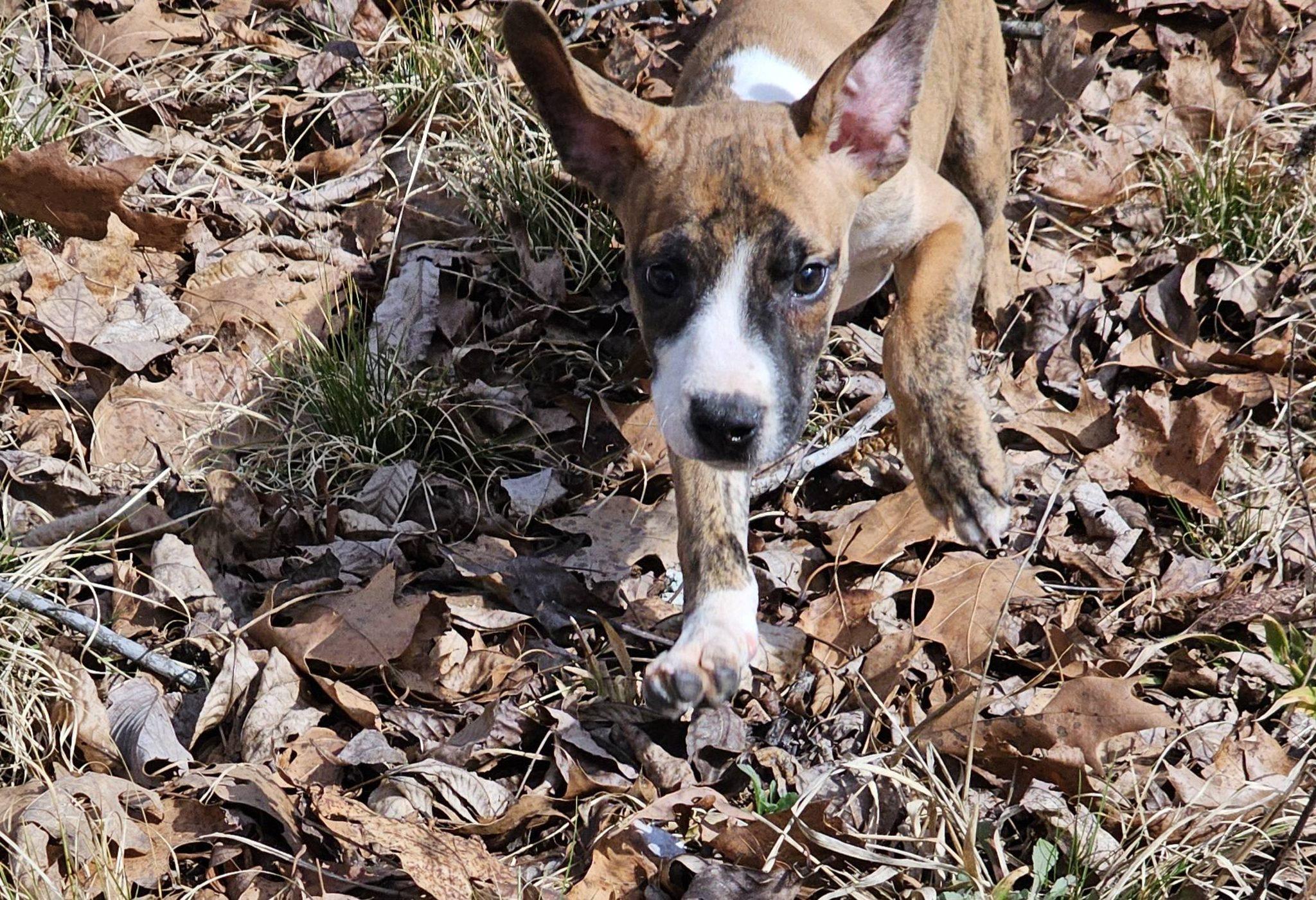 Enlarge Elijah, a ADOPTABLE Bulldog in Fort Payne, AL image 6/6