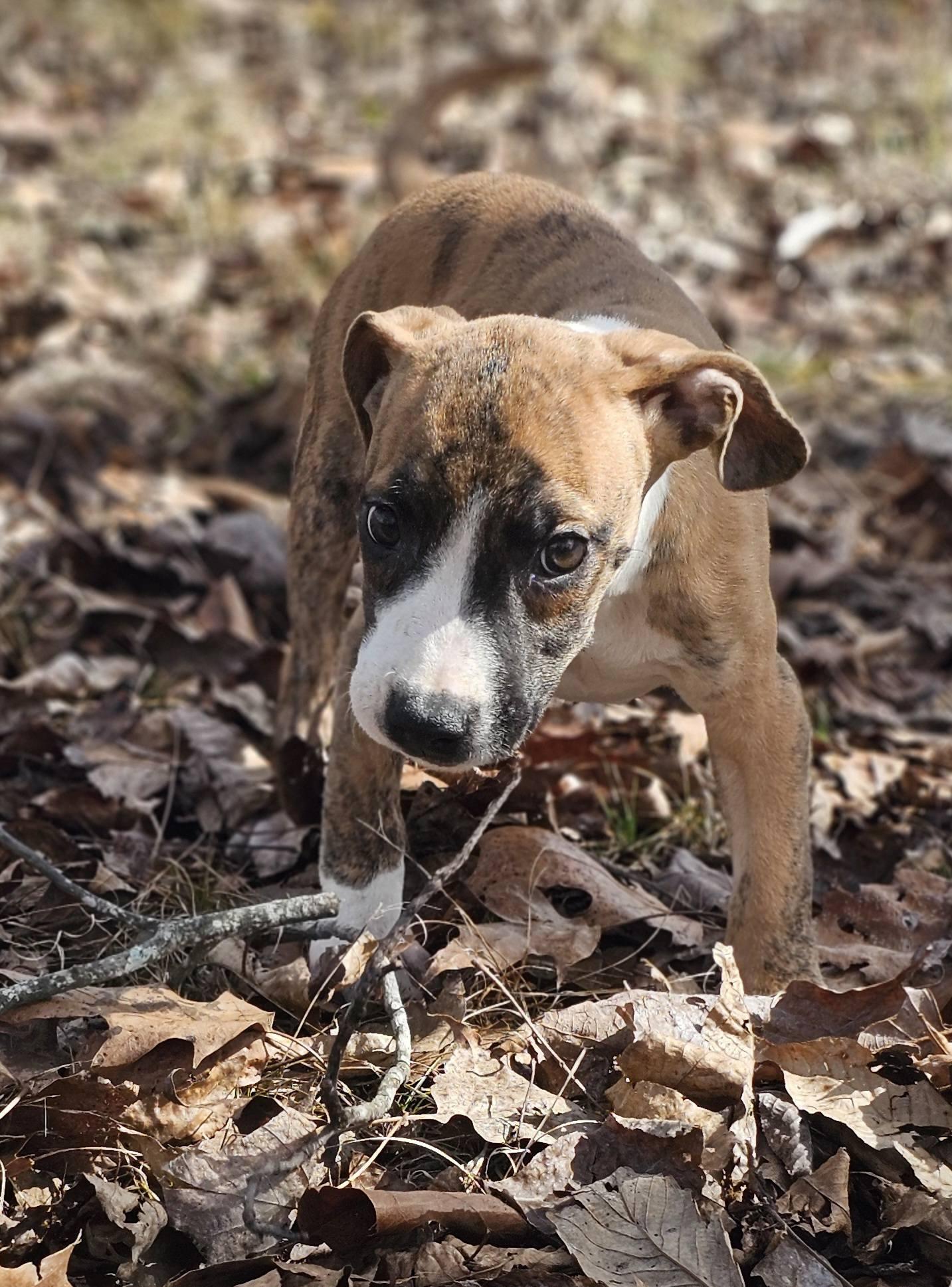 Enlarge Elijah, a ADOPTABLE Bulldog in Fort Payne, AL image 3/6