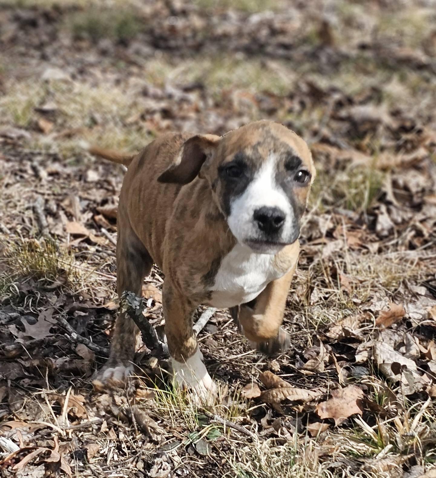 Enlarge Elijah, a ADOPTABLE Bulldog in Fort Payne, AL image 1/6