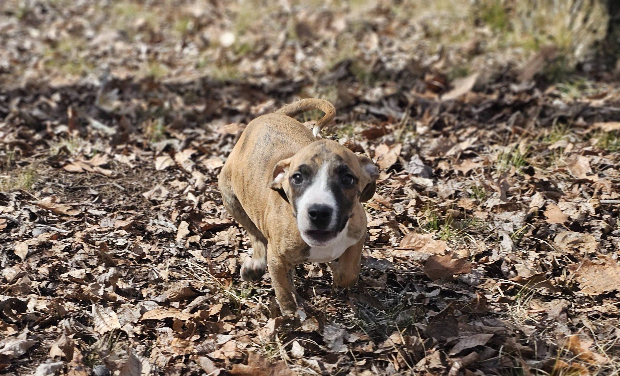 Enlarge Elijah, a ADOPTABLE Bulldog in Fort Payne, AL image 2/6