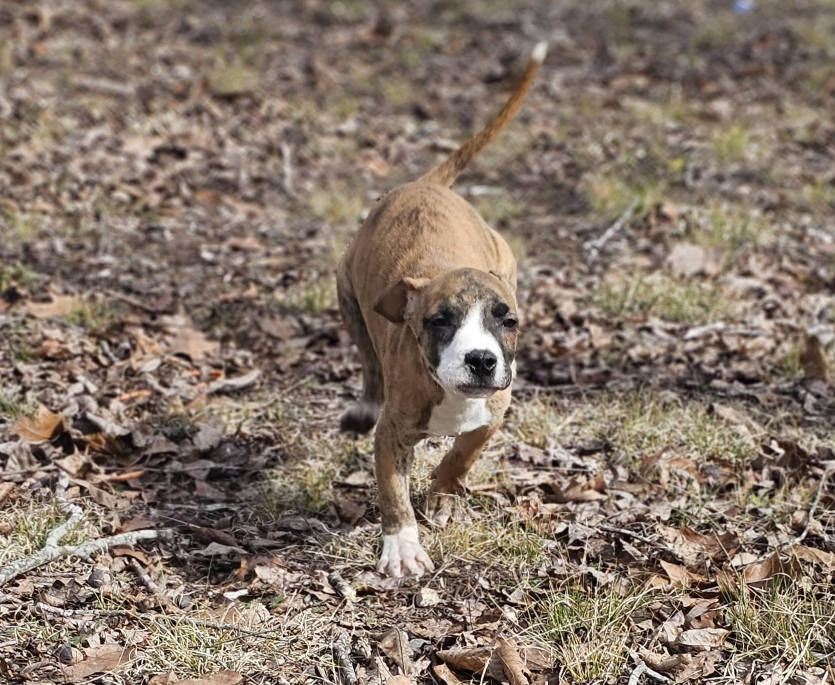 Enlarge Elijah, a ADOPTABLE Bulldog in Fort Payne, AL image 4/6