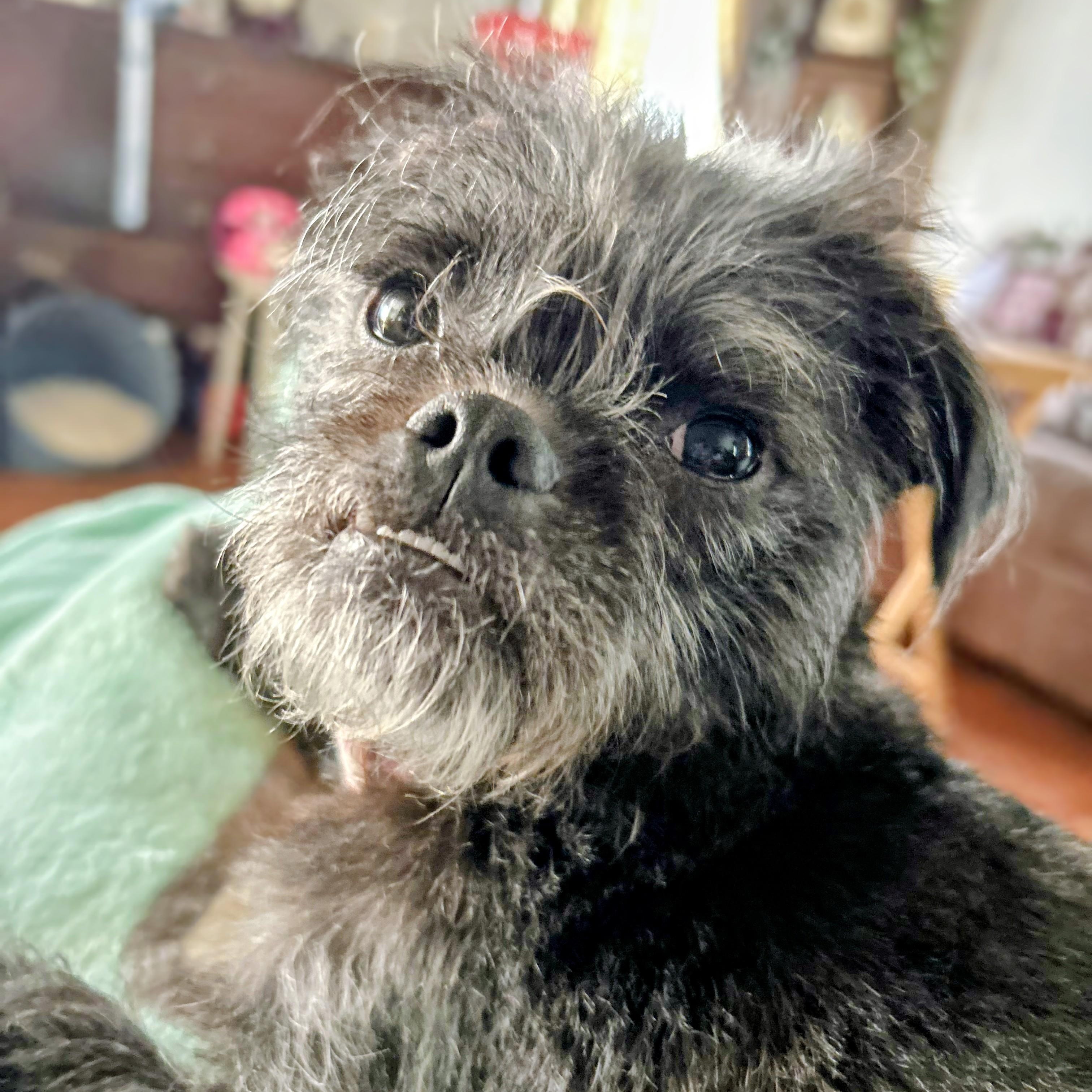 Tootsie, an adoptable mixed breed in Aurora, NE image 2/4