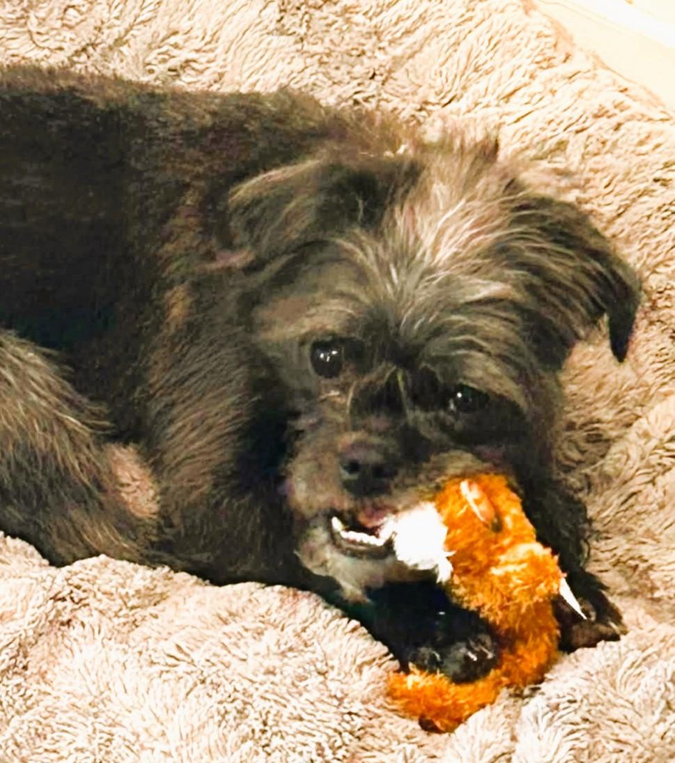 Tootsie, an adoptable mixed breed in Aurora, NE image 3/4