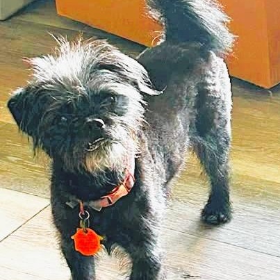 Tootsie, adoptable, Young Female Poodle & Pug.