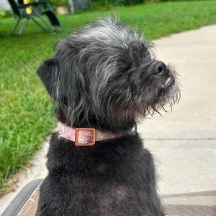 Tootsie, an adoptable mixed breed in Aurora, NE image 4/4
