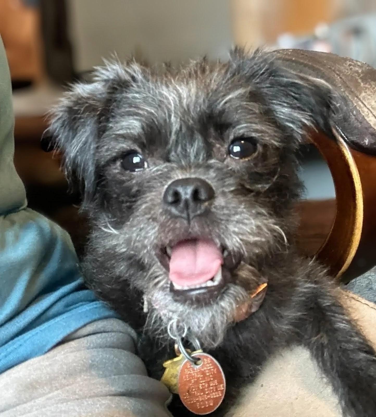 Tootsie, Adoptable, Young Female Poodle & Pug.