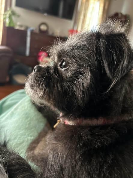 Enlarge Tootsie, a Adoptable mixed breed in Aurora, NE image 5/5