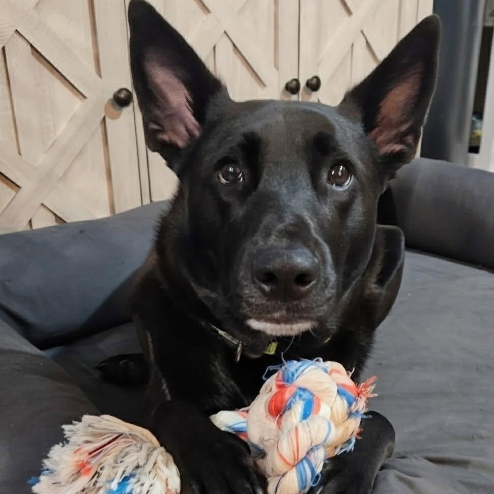 Enlarge Zoro, a Adoptable mixed breed in Las Vegas, NV image 2/3