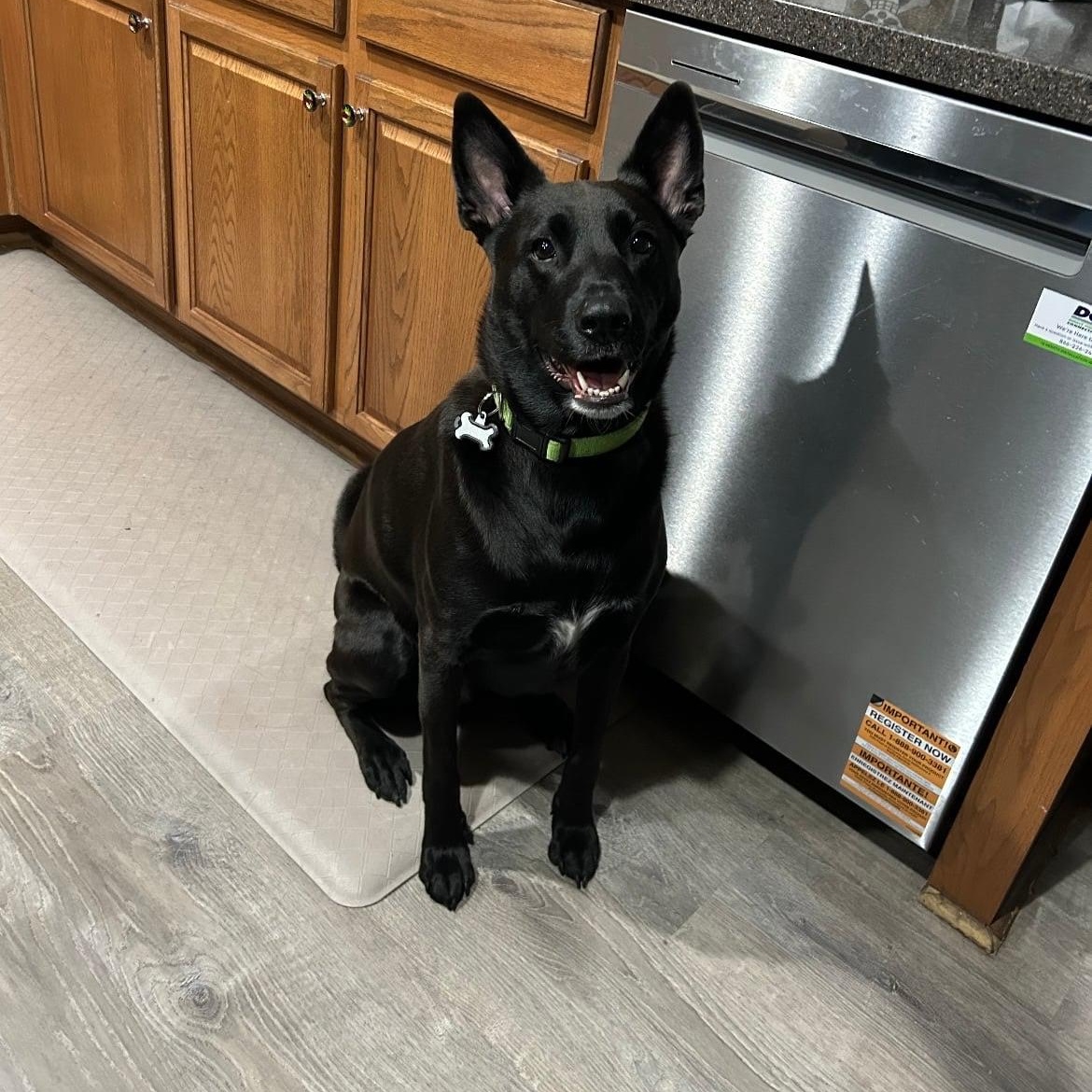 Enlarge Zoro, a Adoptable mixed breed in Las Vegas, NV image 3/3