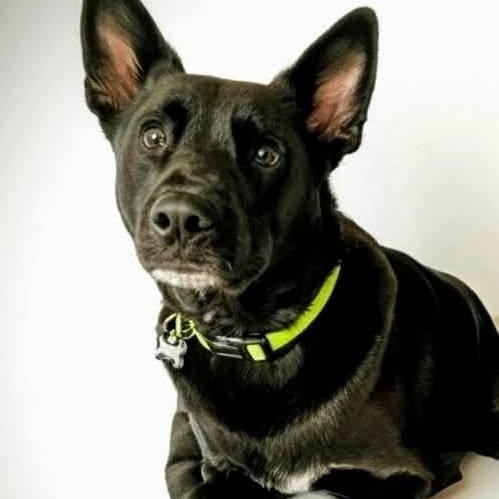 Enlarge Zoro, a Adoptable mixed breed in Las Vegas, NV image 1/3