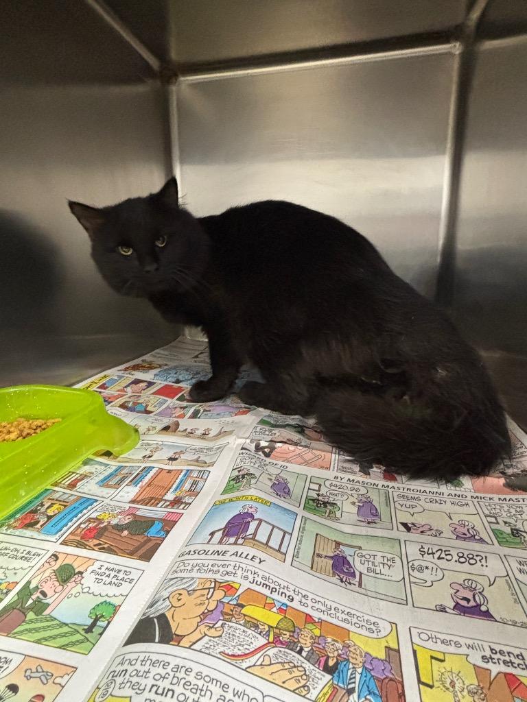 Jonsey, Adoptable, Adult Male Domestic Long Hair.