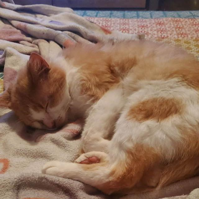 Enlarge Georg, a Adoptable Domestic Short Hair in Middletown, OH image 2/4