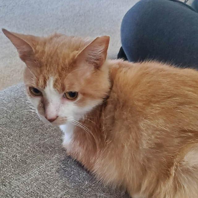 Enlarge Georg, a Adoptable Domestic Short Hair in Middletown, OH image 4/4