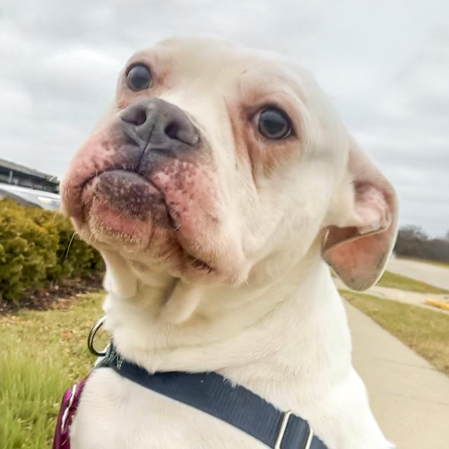 DUDLEY- Needs a foster/forever home!