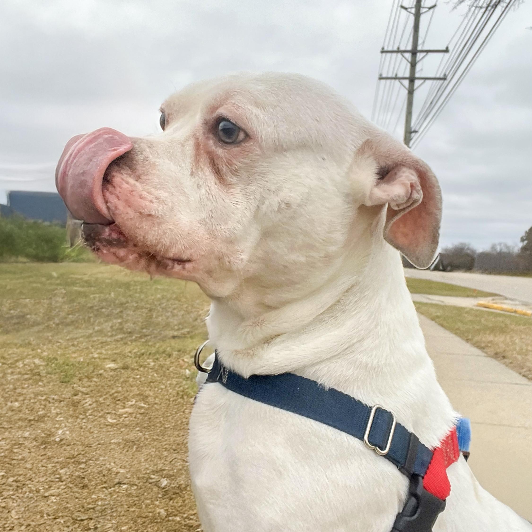 DUDLEY- Needs a foster/forever home! — thumbnail 2