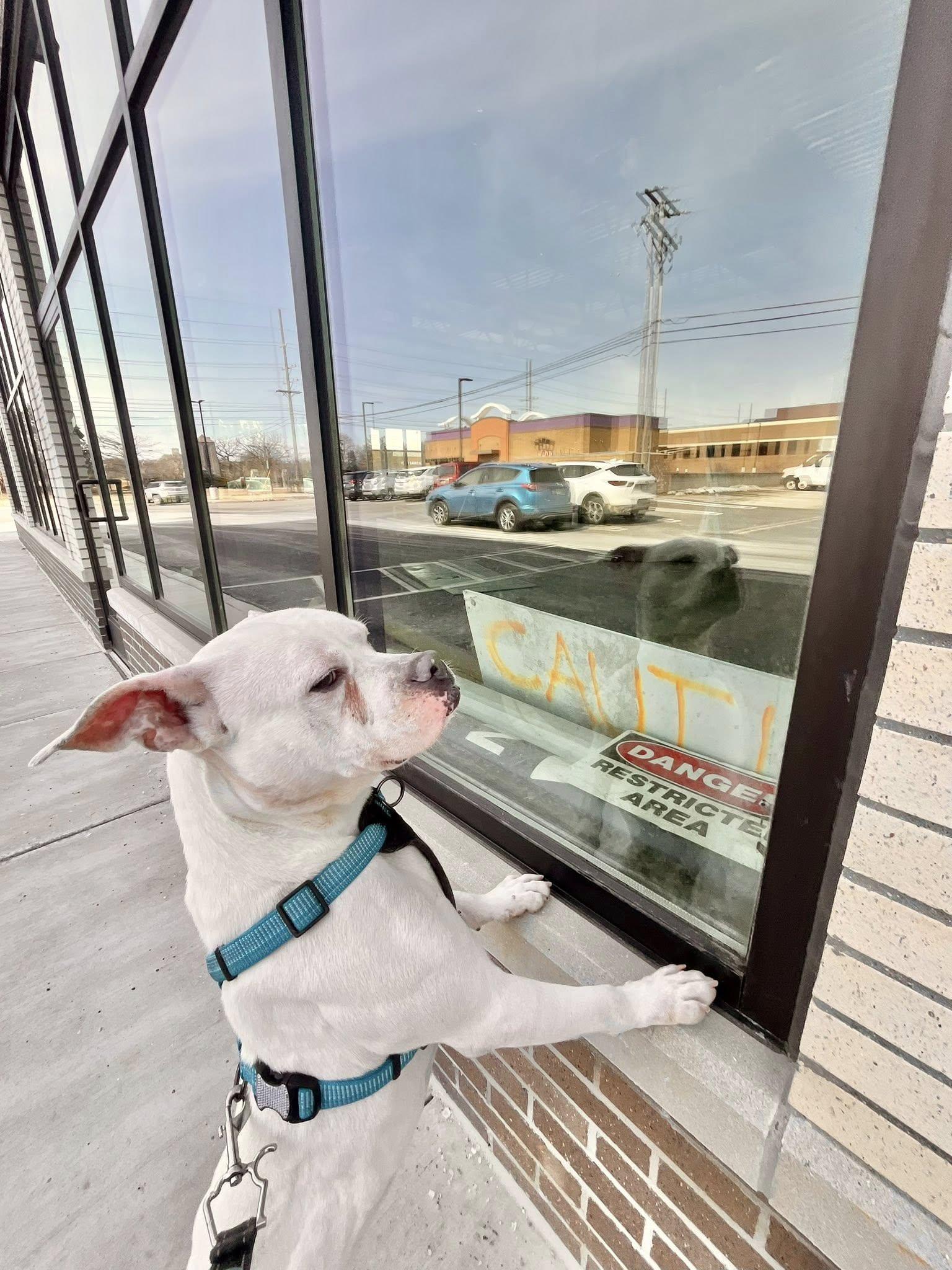 Enlarge DUDLEY- Needs a foster/forever home!, a Adoptable mixed breed in Birmingham, MI image 4/6