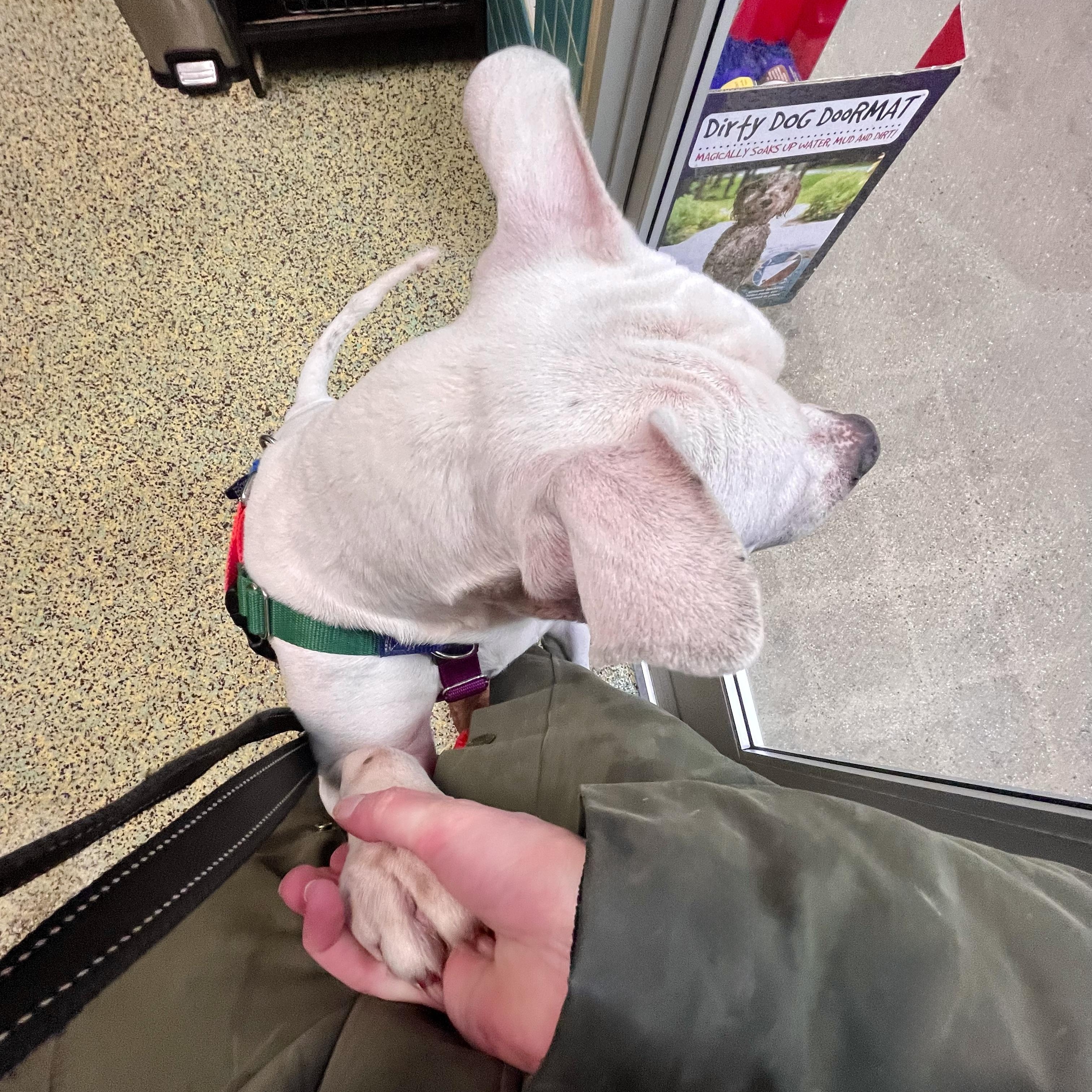 DUDLEY- Needs a foster/forever home! — thumbnail 3