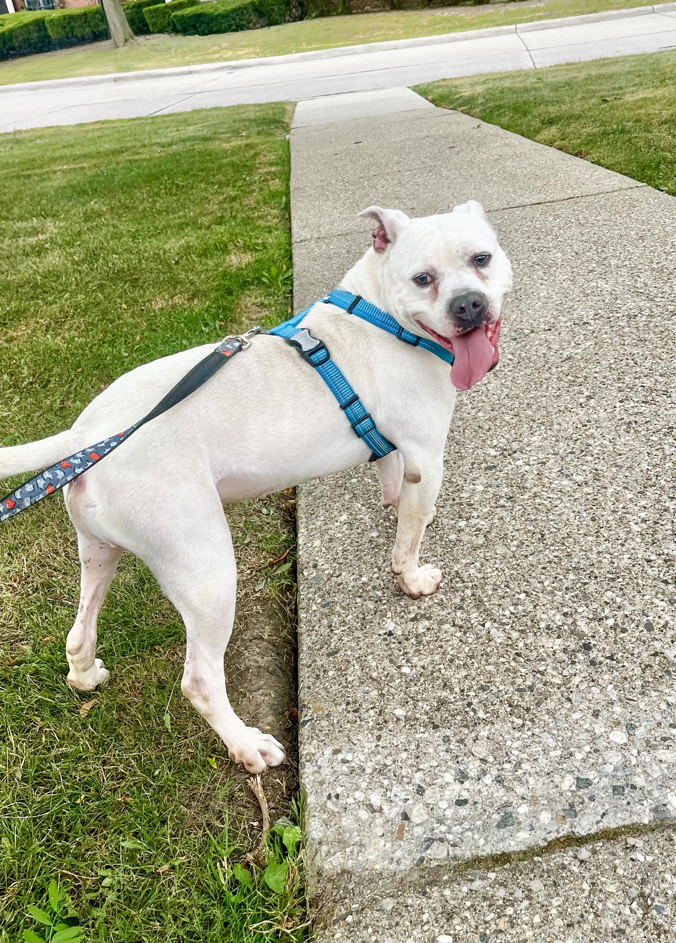 Enlarge DUDLEY- Needs a foster/forever home!, a Adoptable mixed breed in Birmingham, MI image 5/6