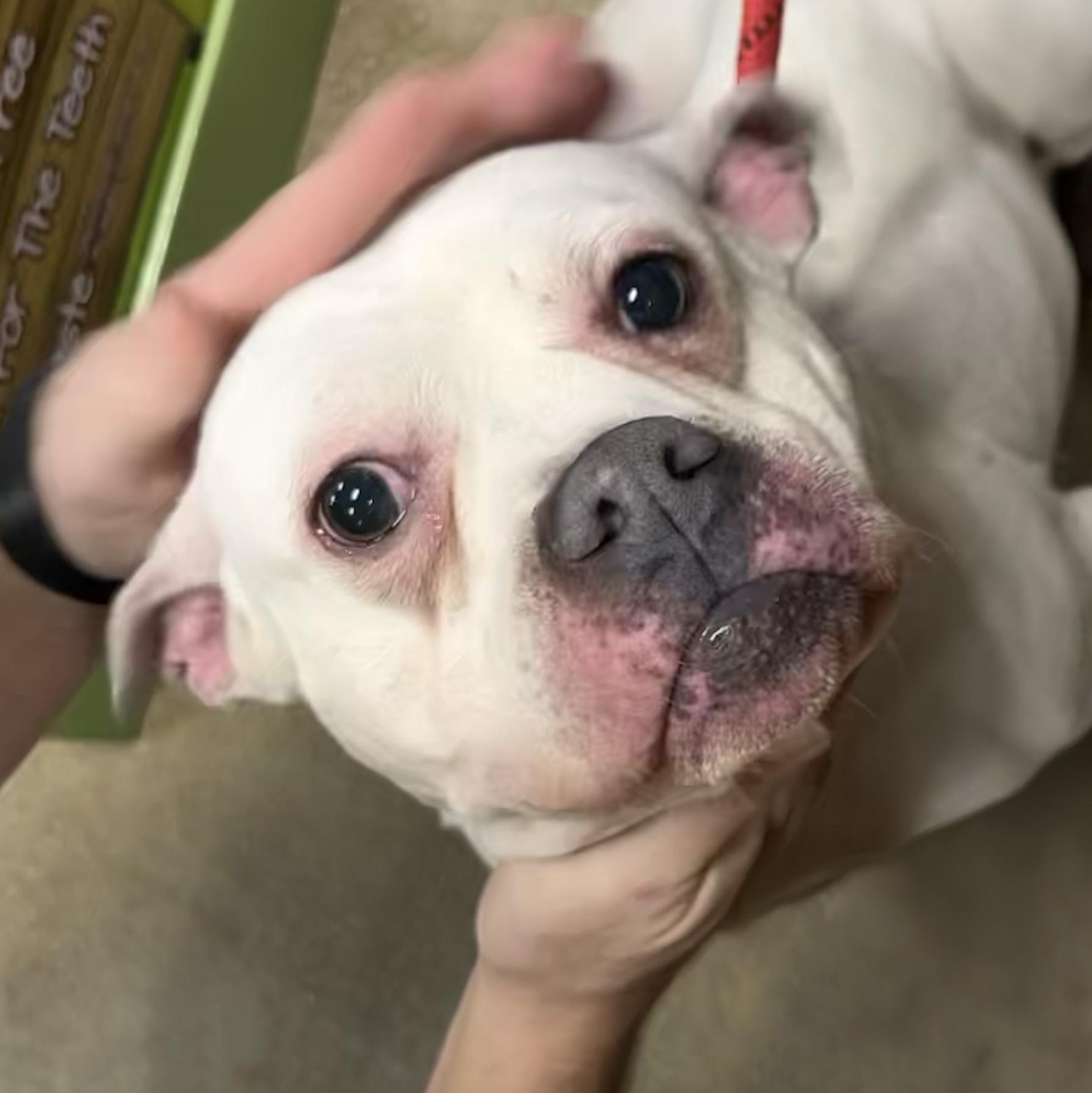 Enlarge DUDLEY- Needs a foster/forever home!, a Adoptable mixed breed in Birmingham, MI image 2/6