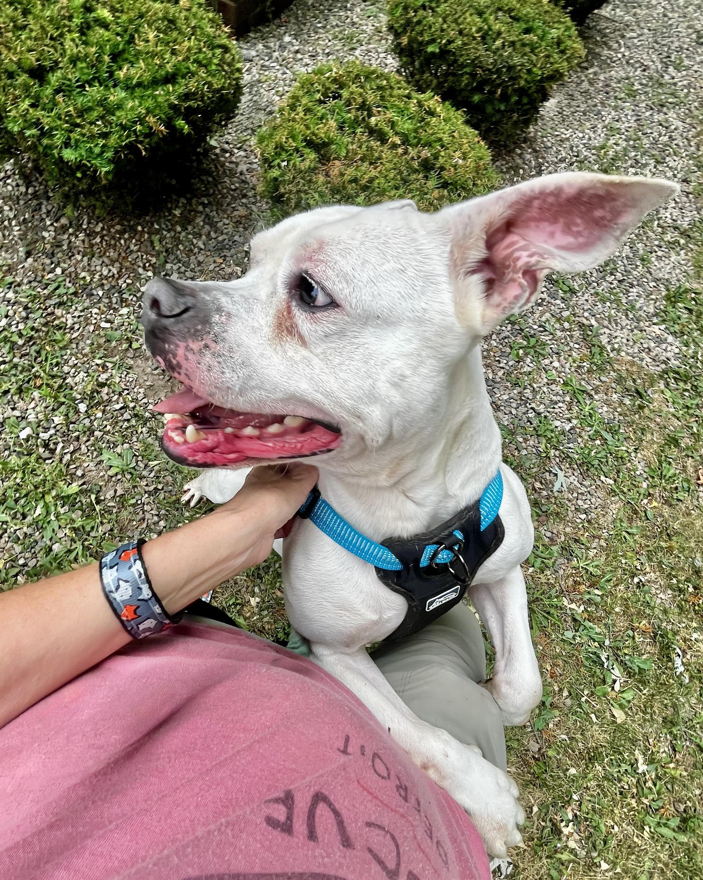 DUDLEY- Needs a foster/forever home! photo