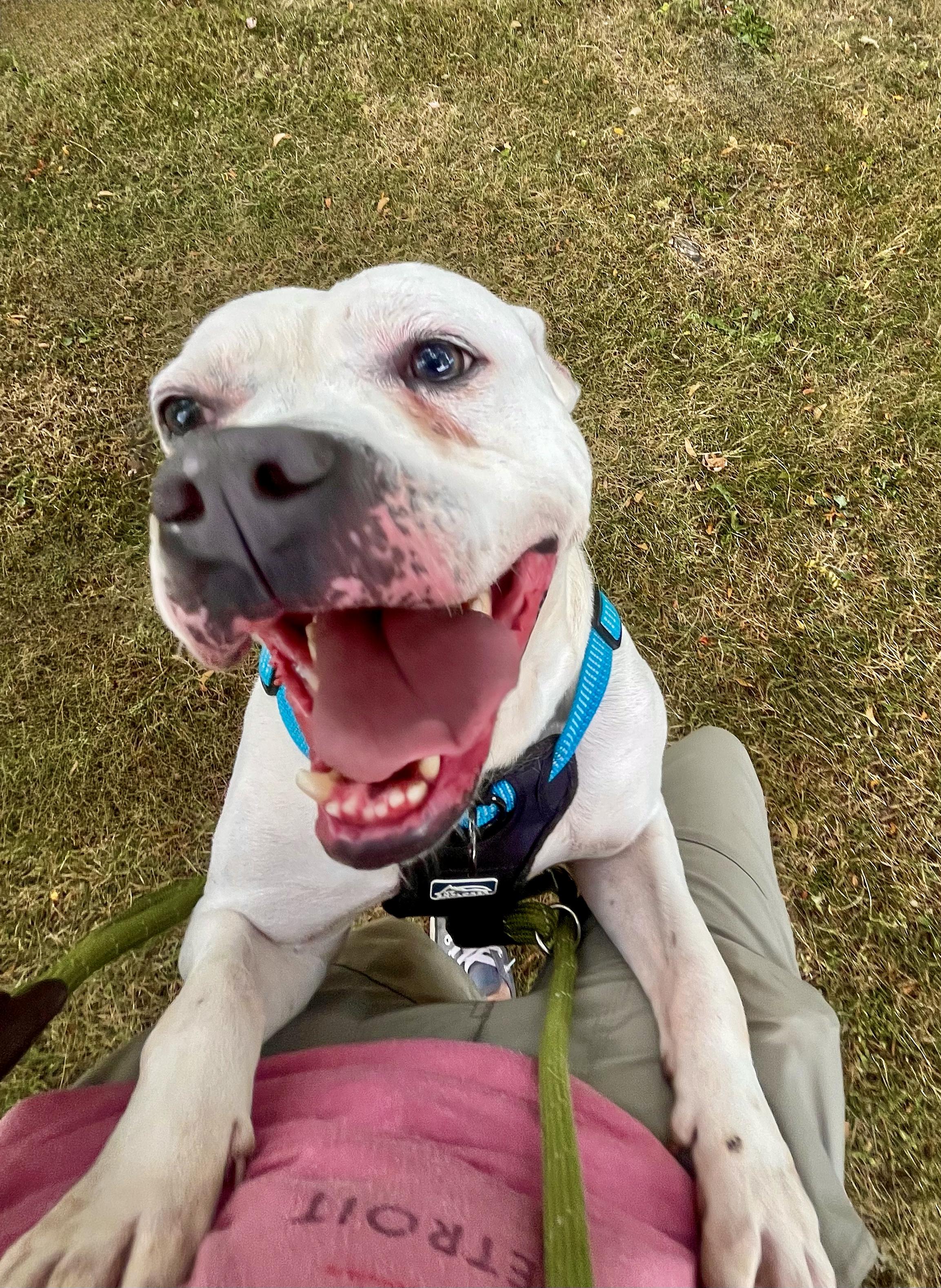 Enlarge DUDLEY- Needs a foster/forever home!, a Adoptable mixed breed in Birmingham, MI image 6/6