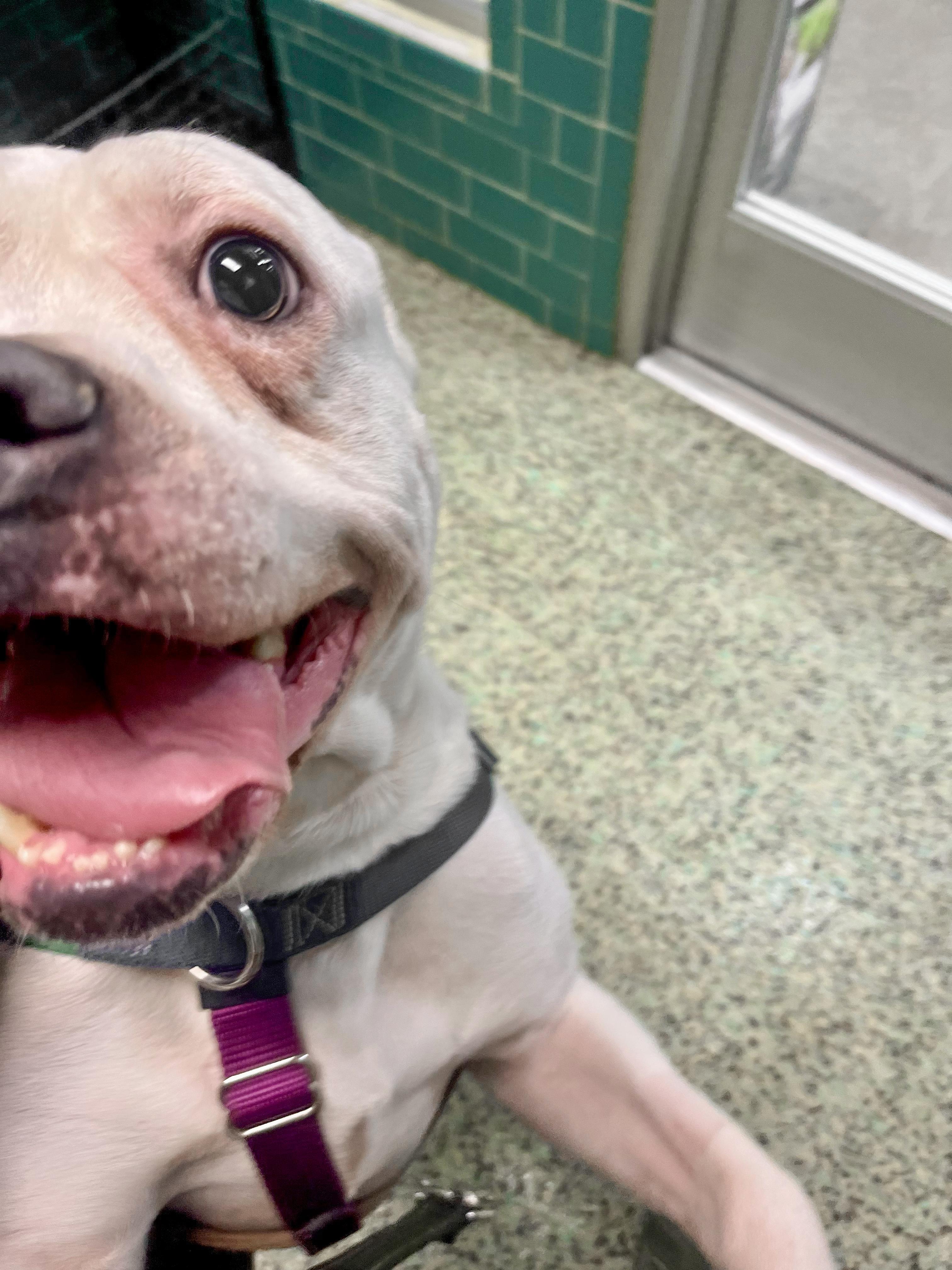 DUDLEY- Needs a foster/forever home! — thumbnail 5