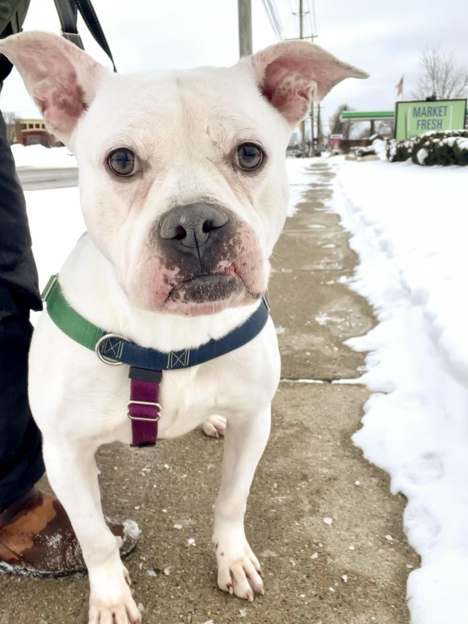 Enlarge DUDLEY- Needs a foster/forever home!, a Adoptable mixed breed in Birmingham, MI image 3/6