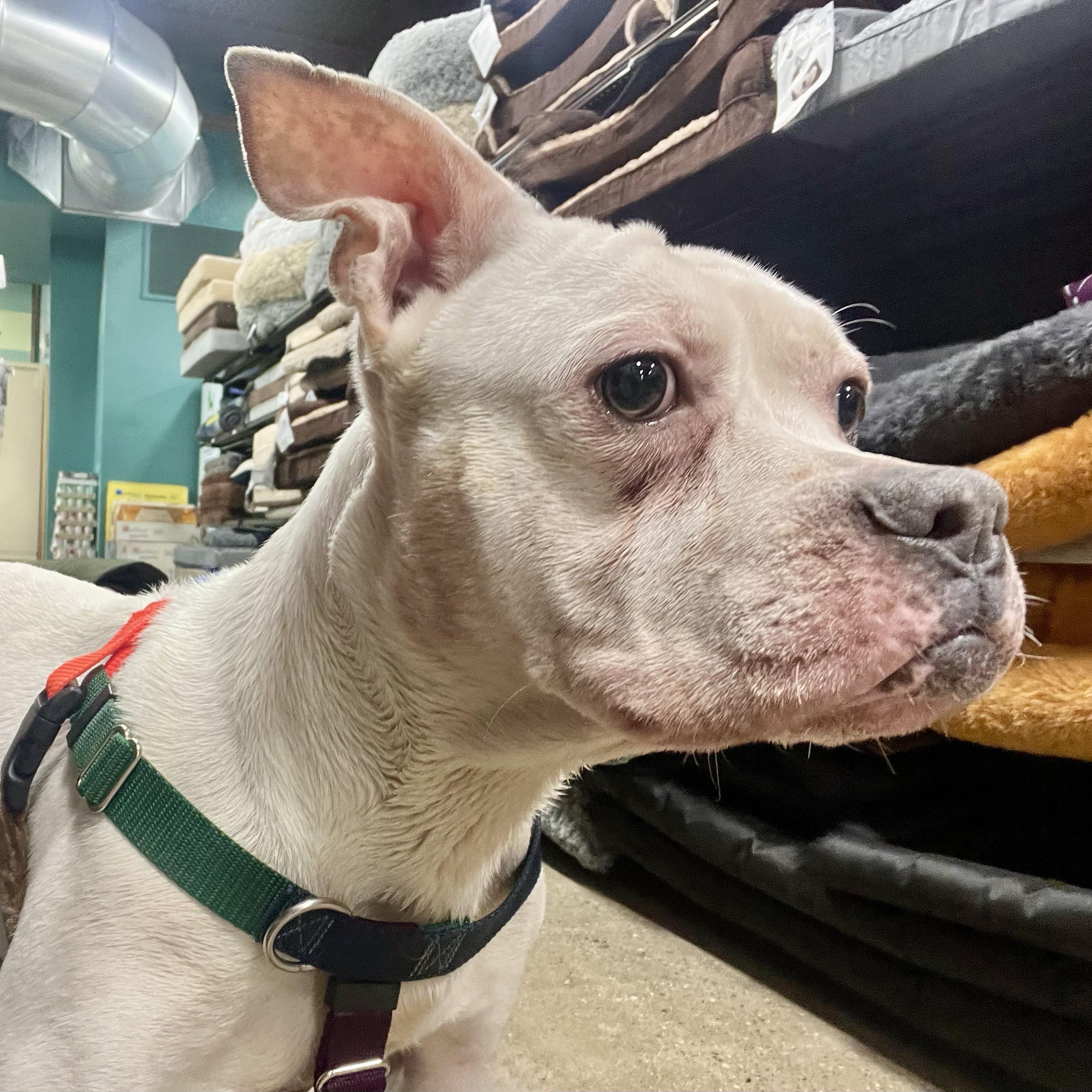 DUDLEY- Needs a foster/forever home! — thumbnail 6