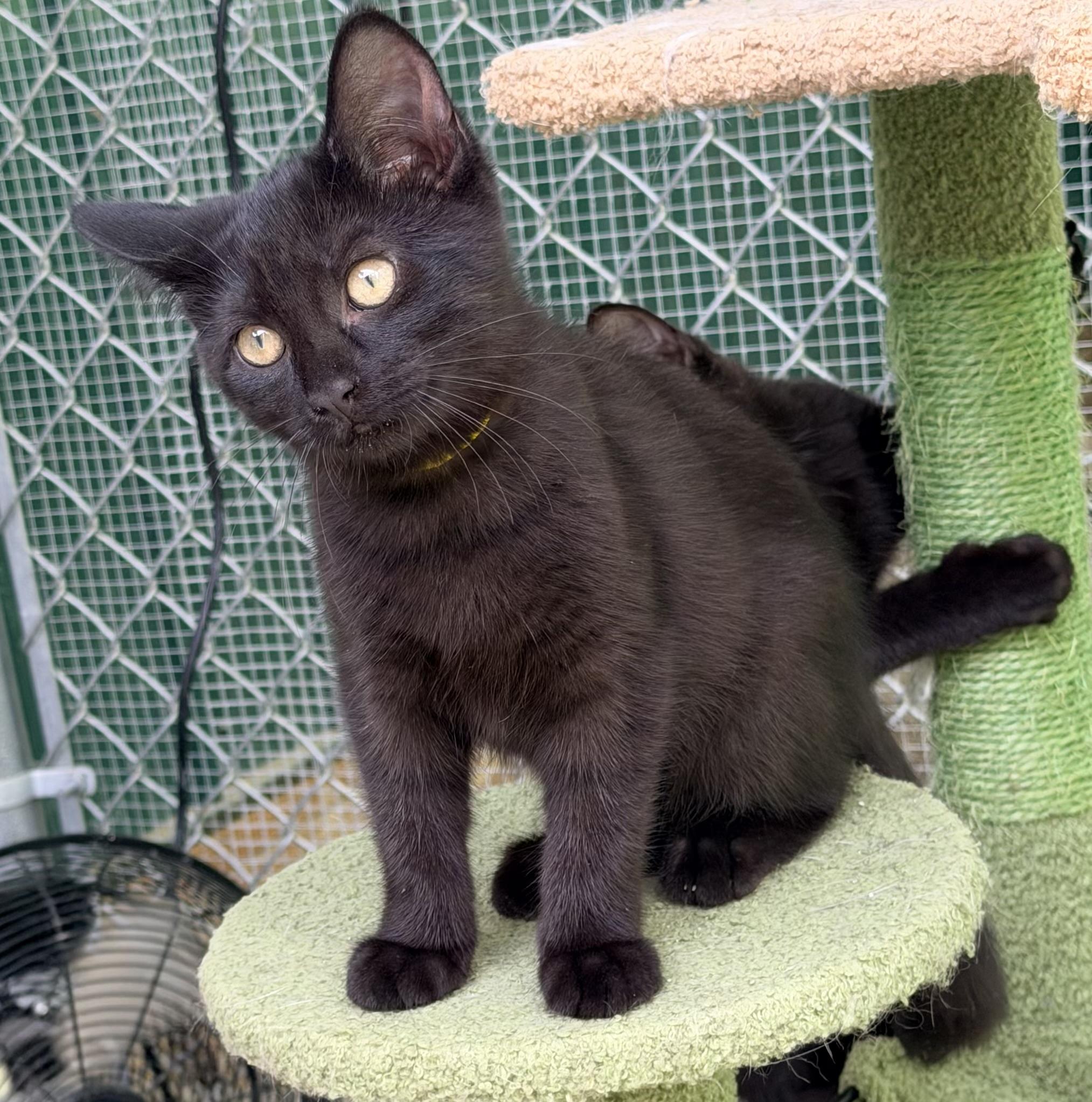 Marigold, ADOPTABLE, Kitten Female Domestic Short Hair.