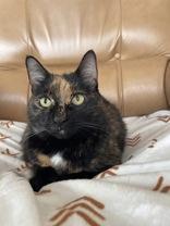 Stormy, ADOPTABLE, Adult Female Domestic Short Hair.