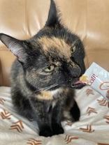 Enlarge Stormy, a ADOPTABLE Domestic Short Hair in Cranbrook, BC image 2/5