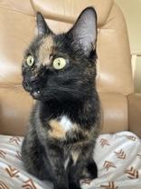 Enlarge Stormy, a ADOPTABLE Domestic Short Hair in Cranbrook, BC image 5/5