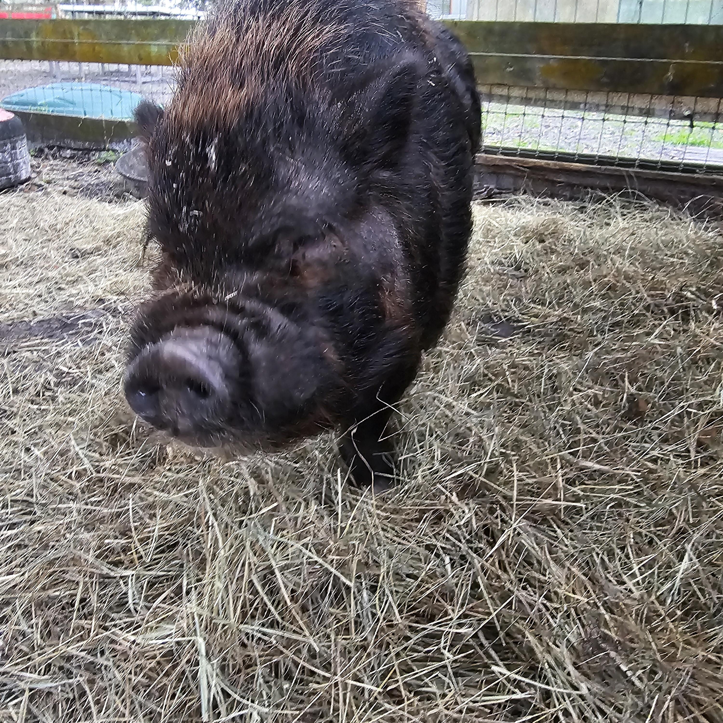 Enlarge CHEWIE and COAL, a Adoptable mixed breed in Jacksonville, FL image 1/4
