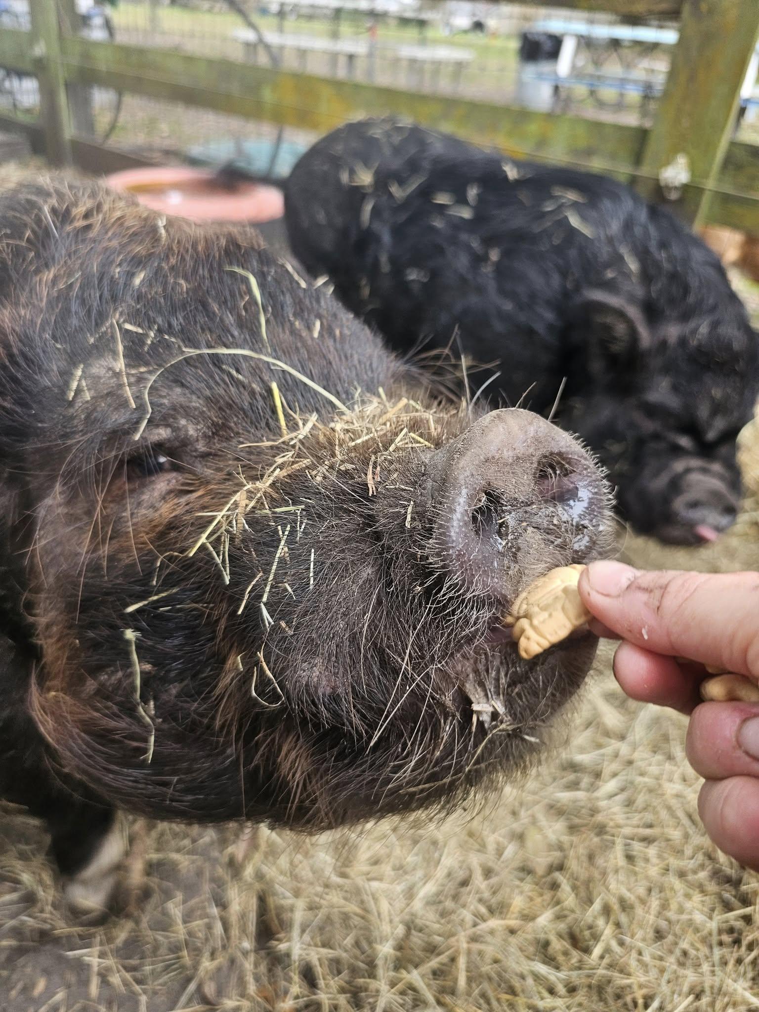 CHEWIE and COAL, Adult Male unknown