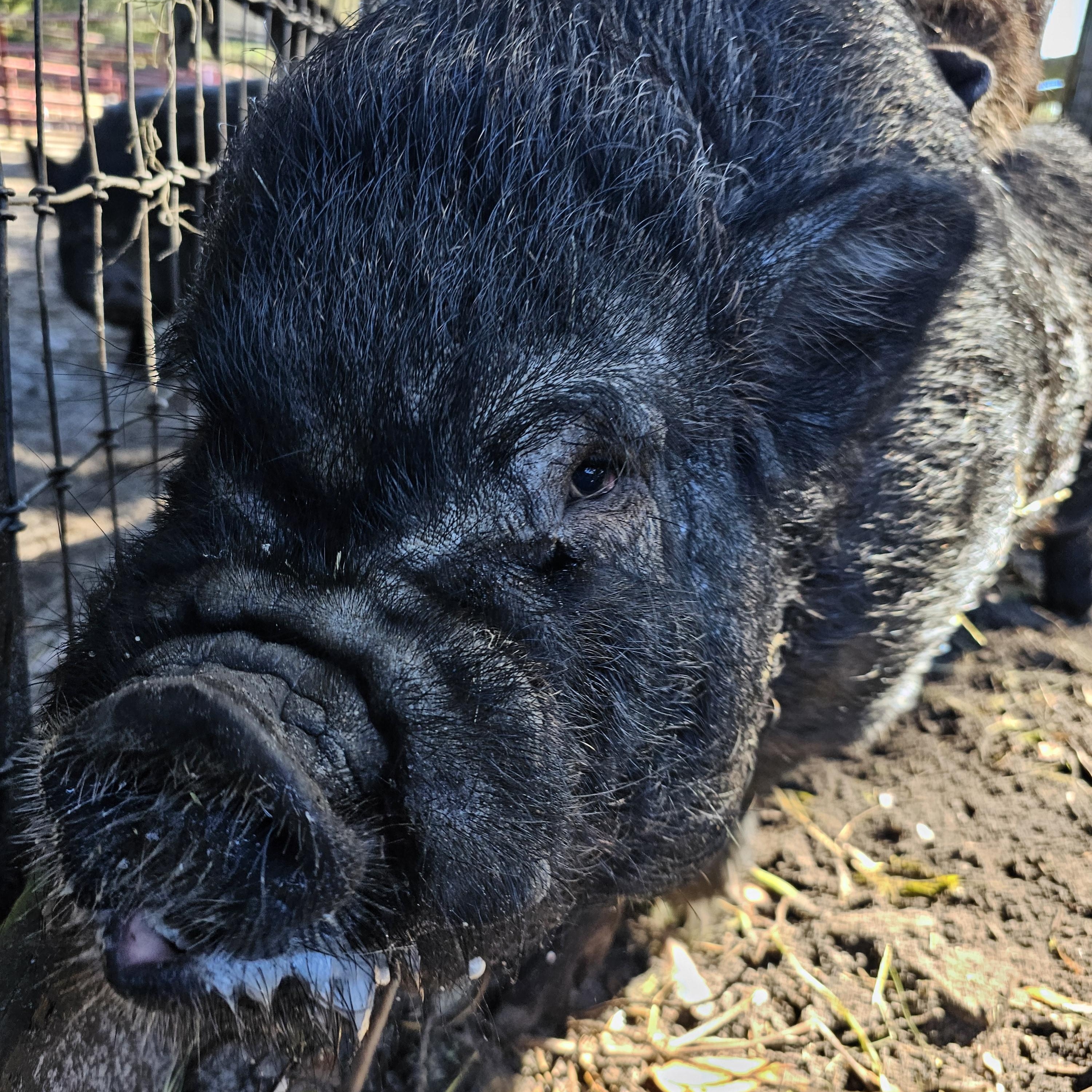 Enlarge CHEWIE and COAL, a Adoptable mixed breed in Jacksonville, FL image 3/4