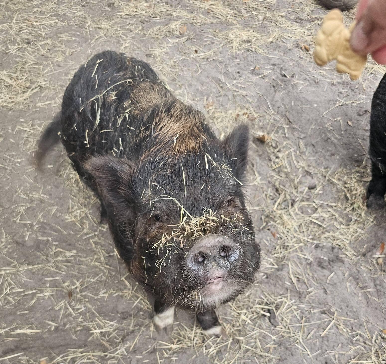 Enlarge CHEWIE and COAL, a Adoptable mixed breed in Jacksonville, FL image 4/4