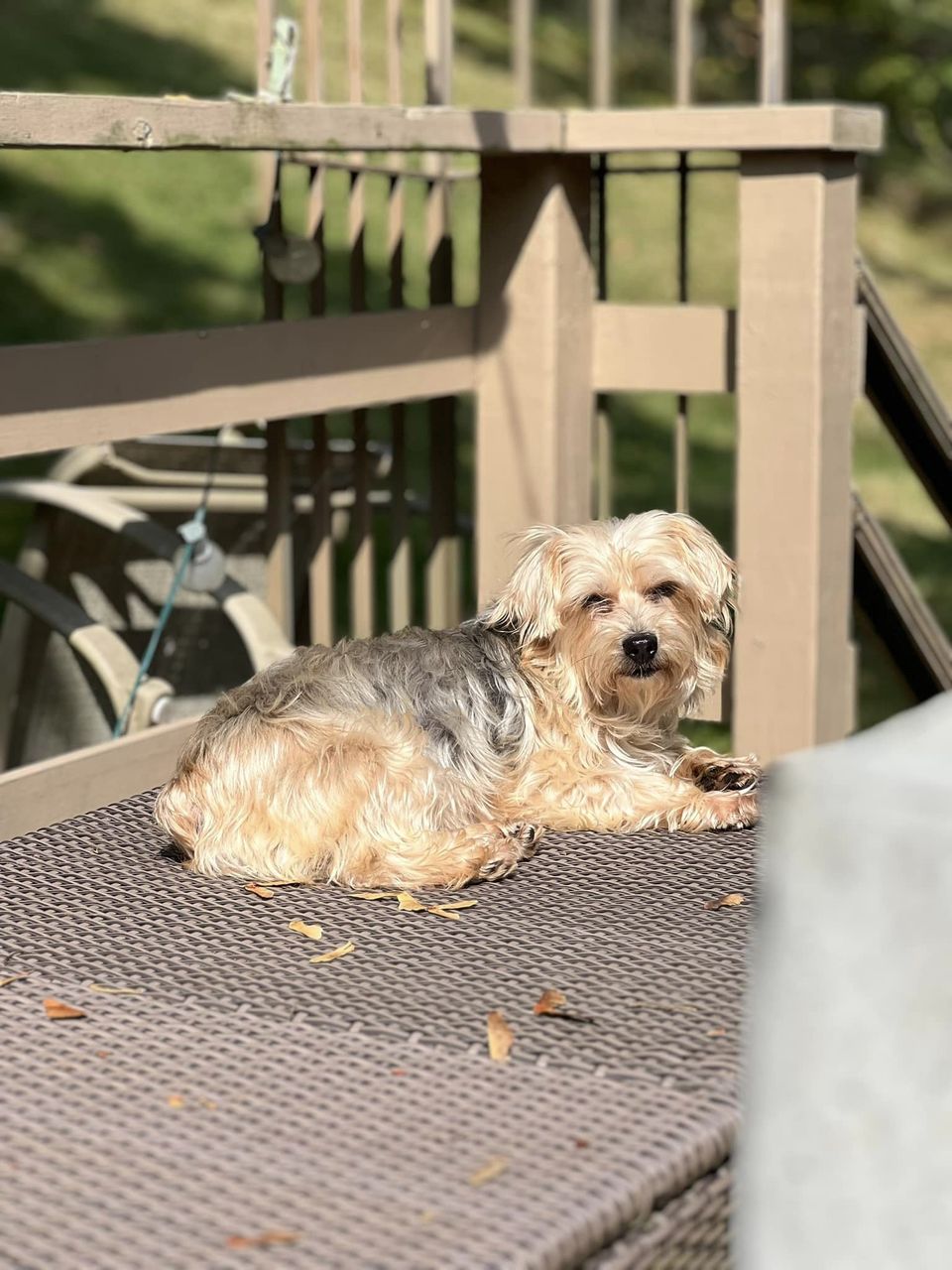 Pancake, Adoptable, Young Female Yorkshire Terrier.