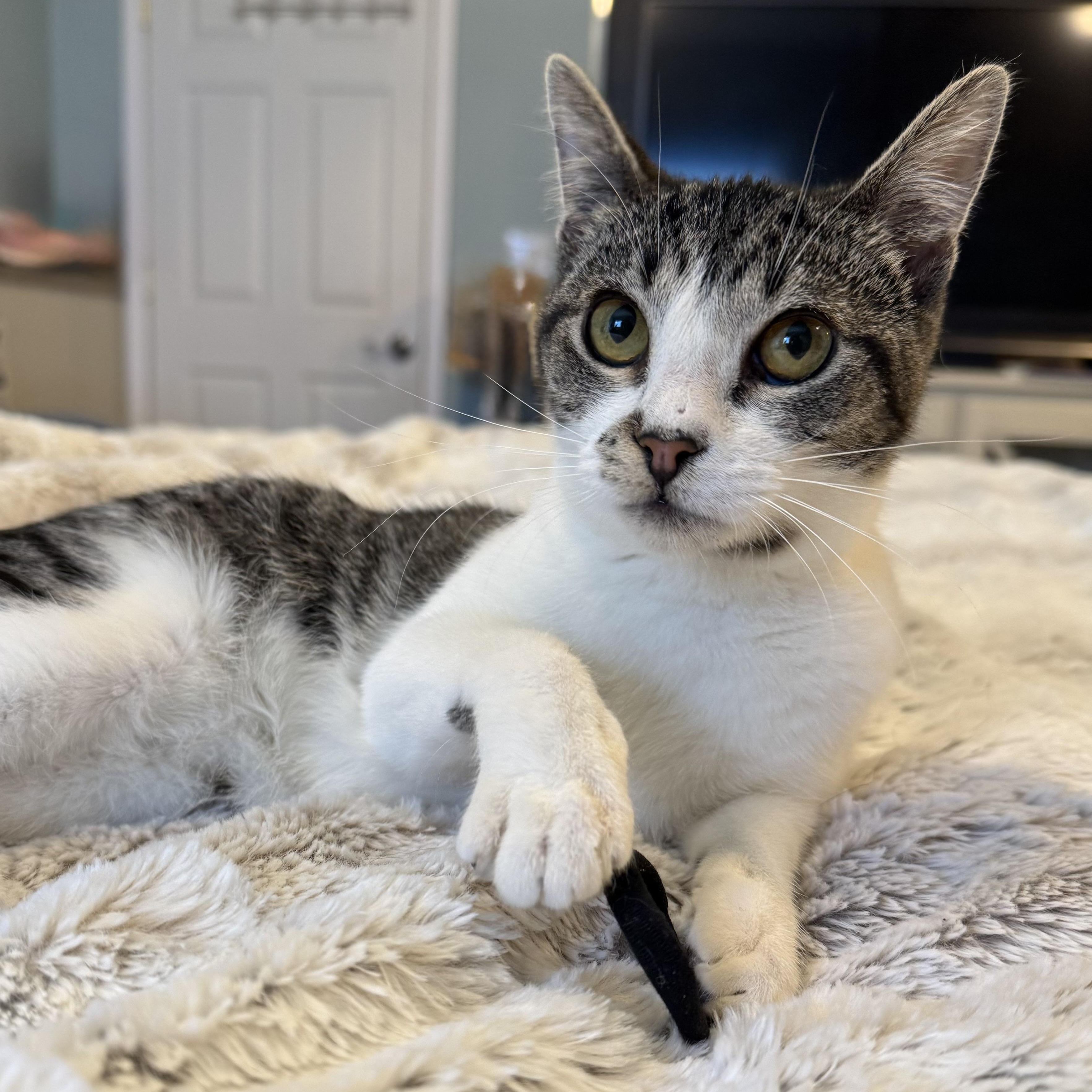 Cinderella, a Adoptable Domestic Short Hair in Hillsboro, OR image 2/5