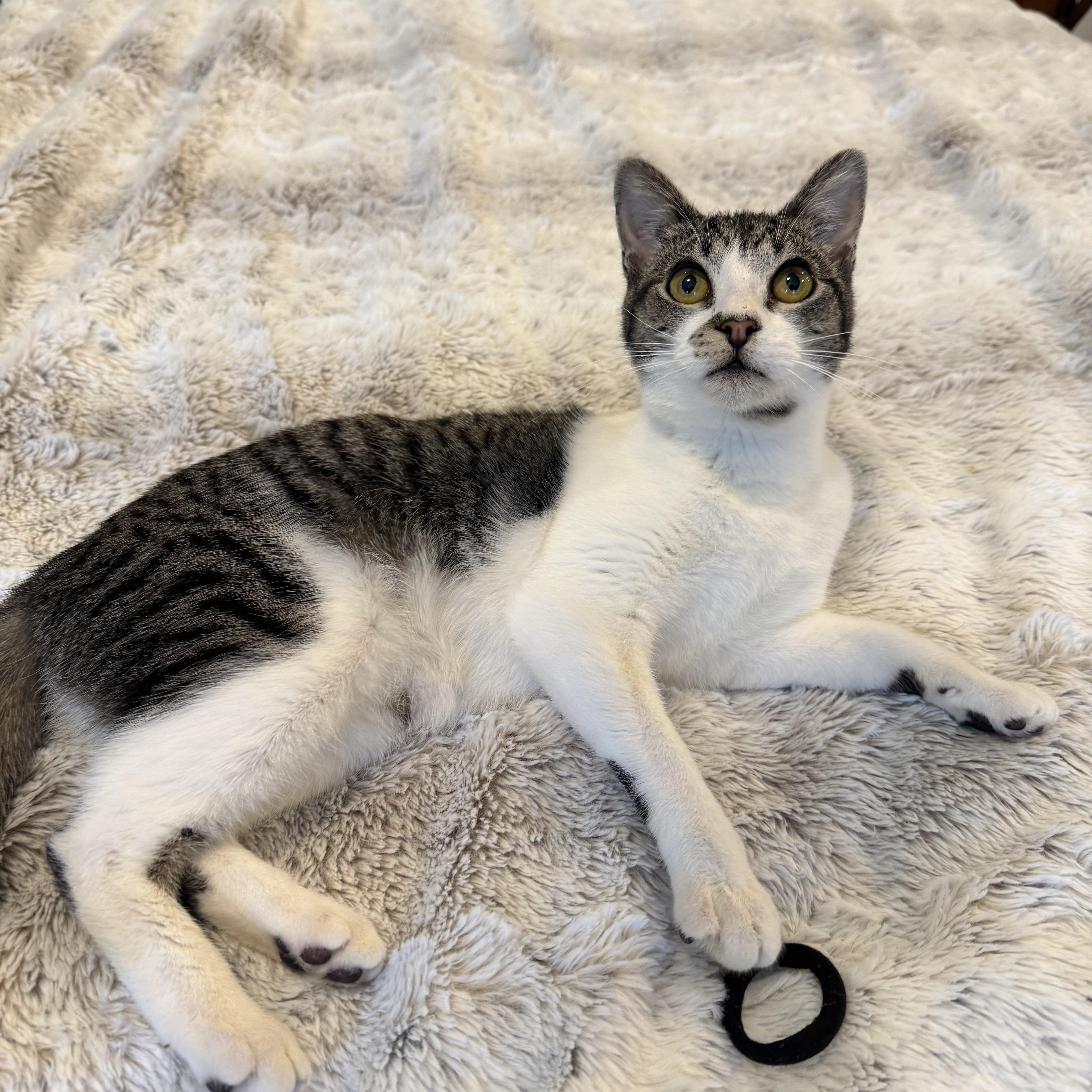 Cinderella, an adoptable Domestic Short Hair in Hillsboro, OR, 97006 | Photo Image 4