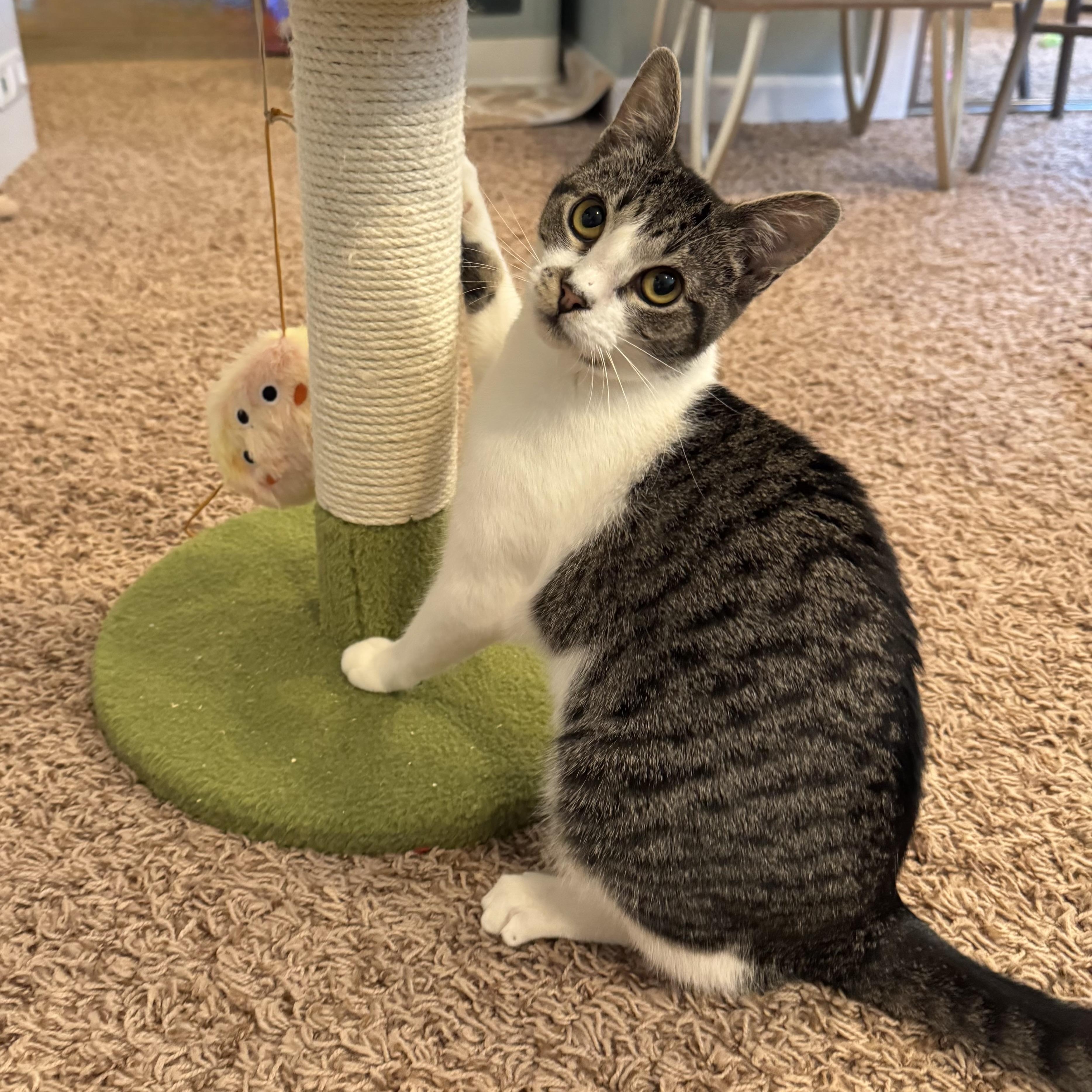 Cinderella, an adoptable Domestic Short Hair in Hillsboro, OR, 97006 | Photo Image 2
