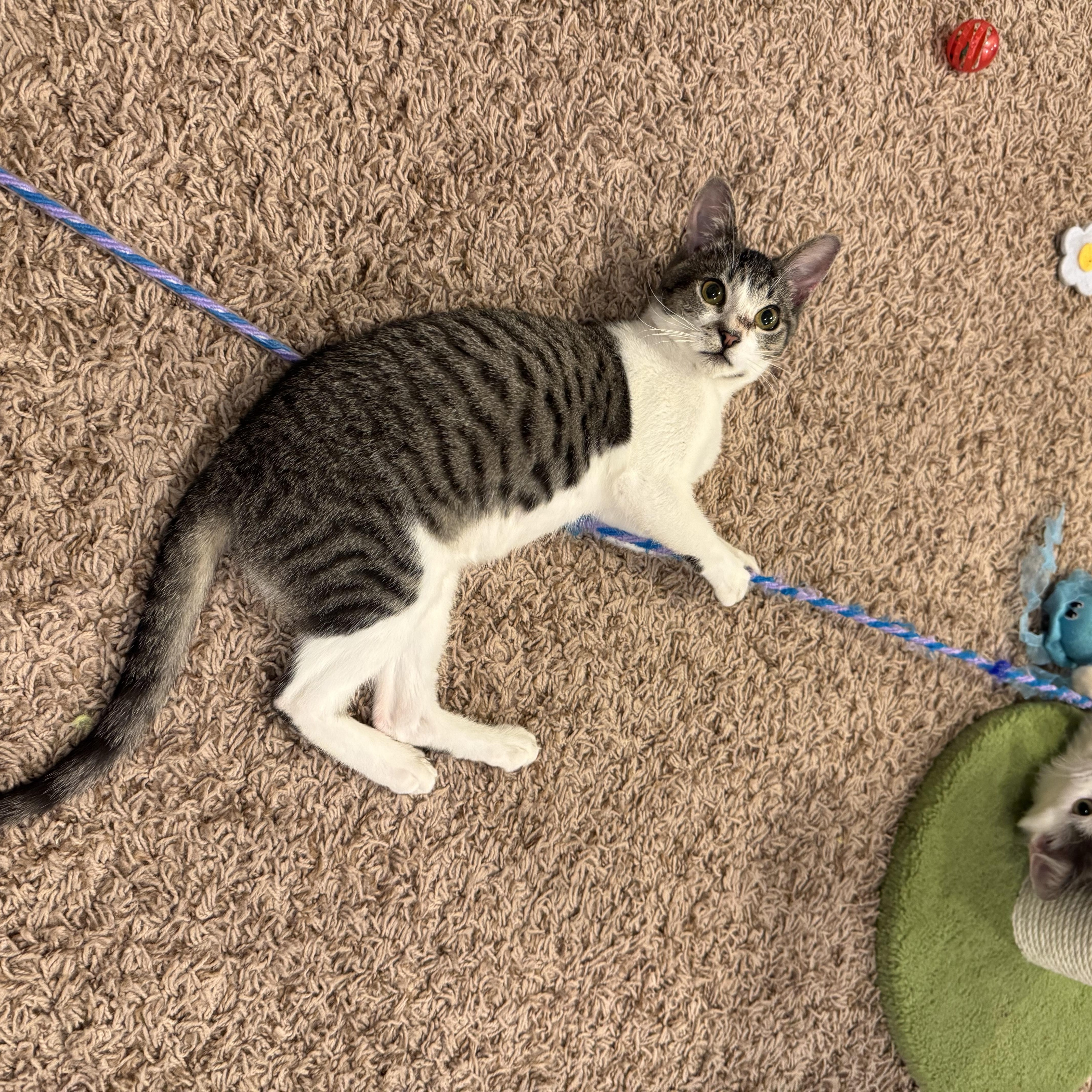 Cinderella, a Adoptable Domestic Short Hair in Hillsboro, OR image 4/5