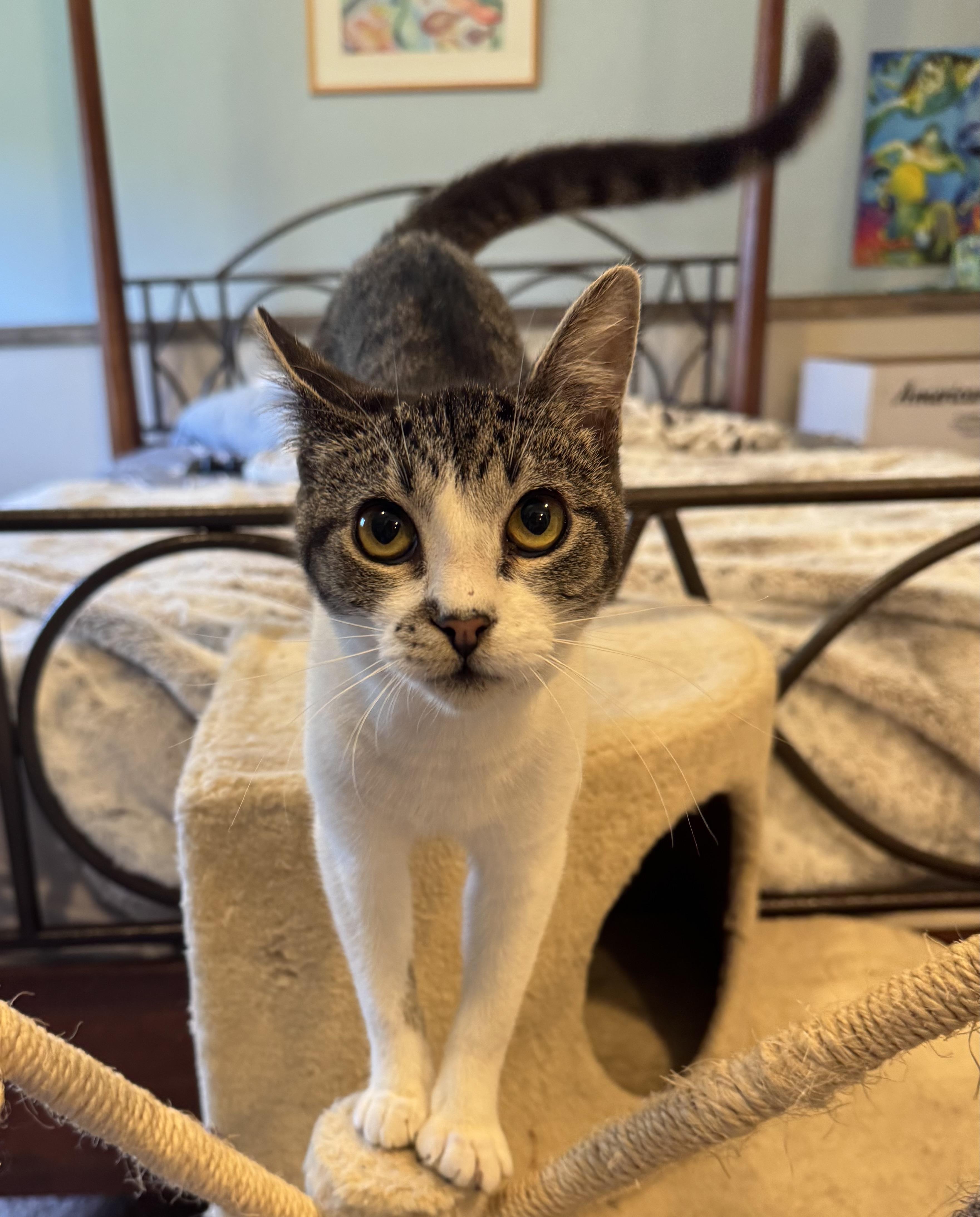 Cinderella, a Adoptable Domestic Short Hair in Hillsboro, OR image 5/5