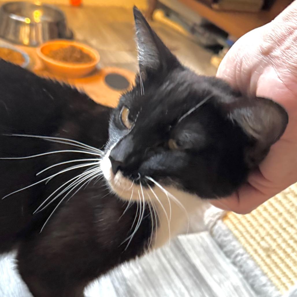 Indy, Adoptable, Adult Female Domestic Short Hair.