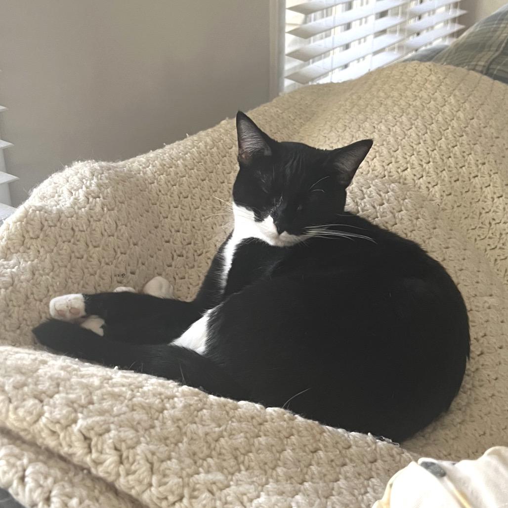 Indy, a Adoptable Domestic Short Hair in Chapel Hill, NC image 2/4