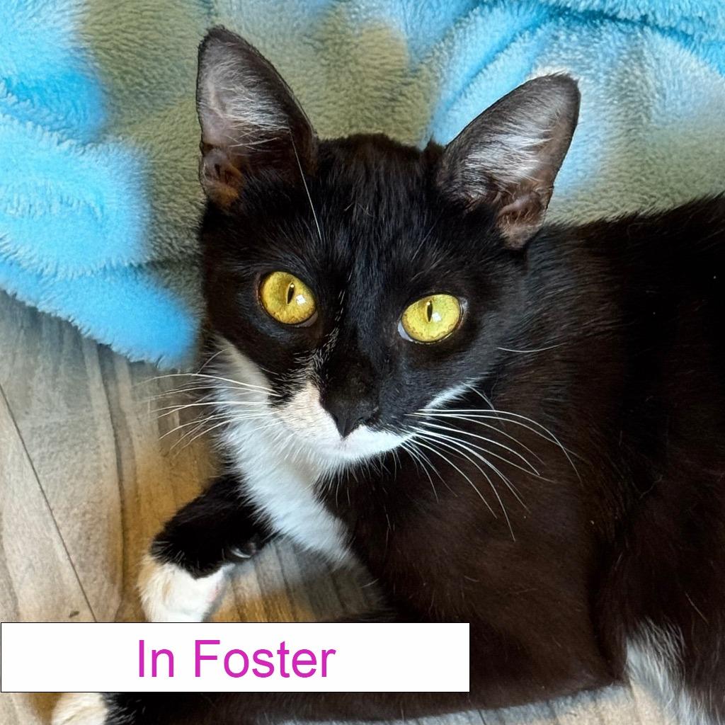 Indy, a Adoptable Domestic Short Hair in Chapel Hill, NC image 3/4