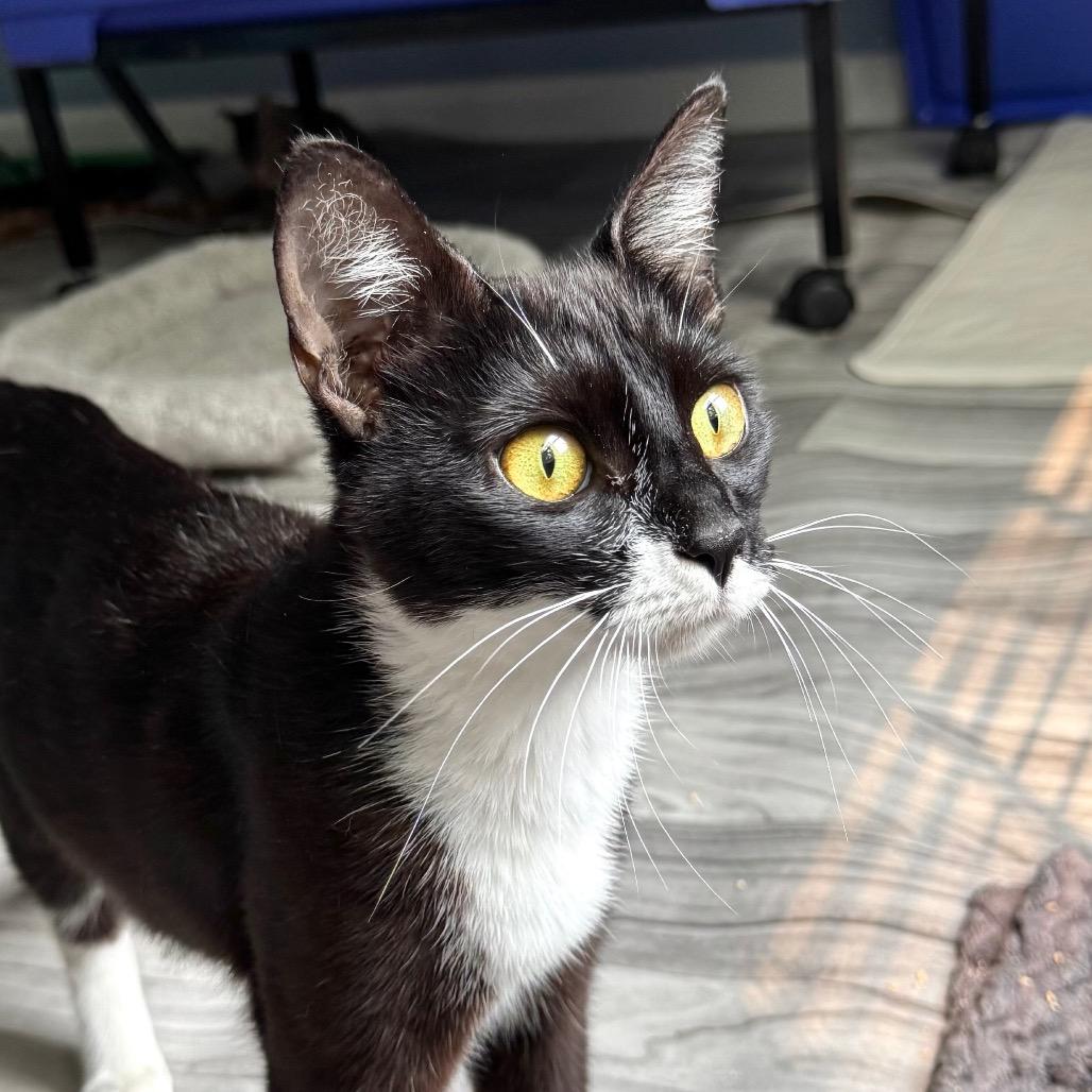 Indy, a Adoptable Domestic Short Hair in Chapel Hill, NC image 4/4