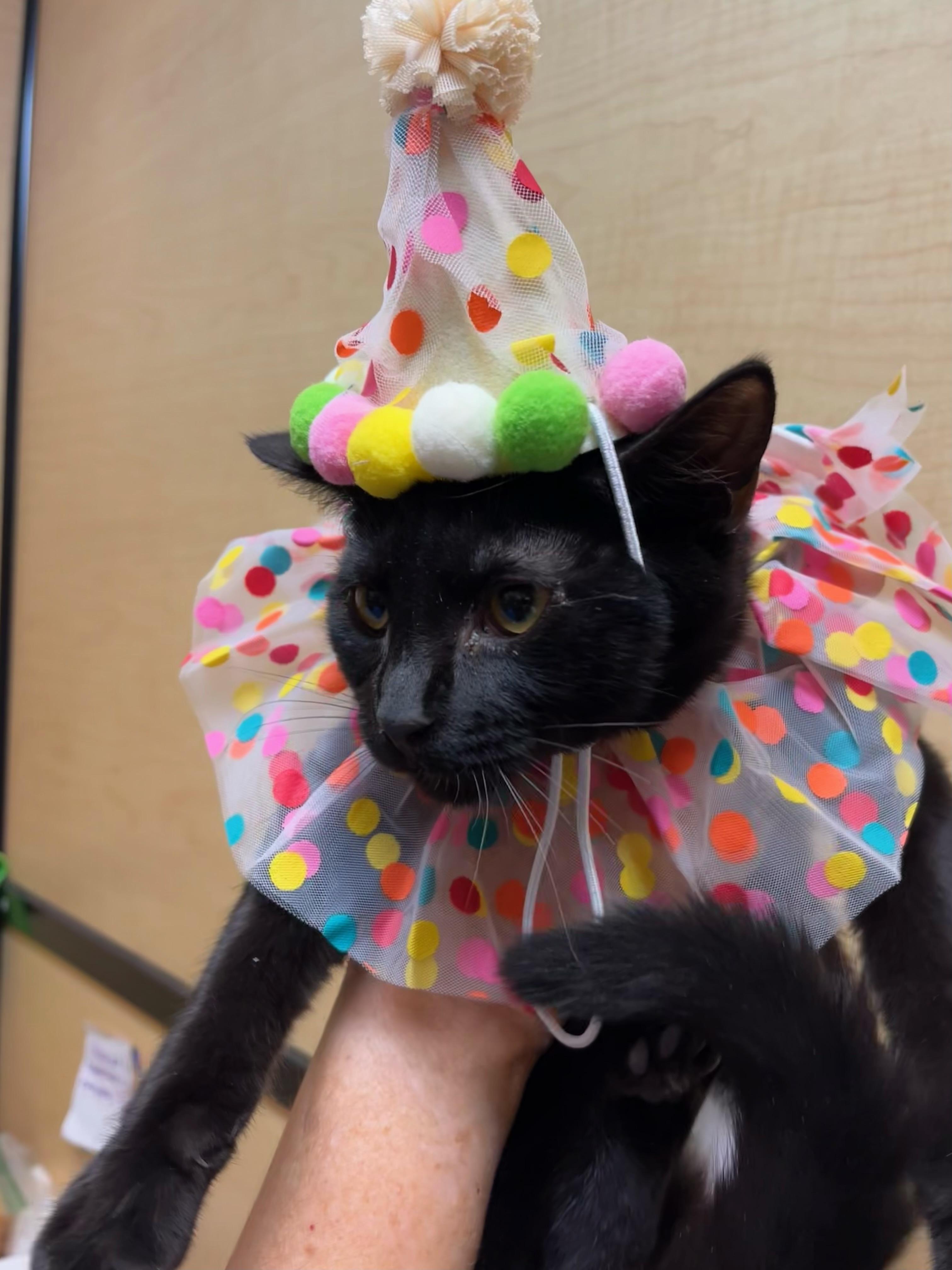 Lila, a Adoptable Bombay in Charlotte, NC image 2/3